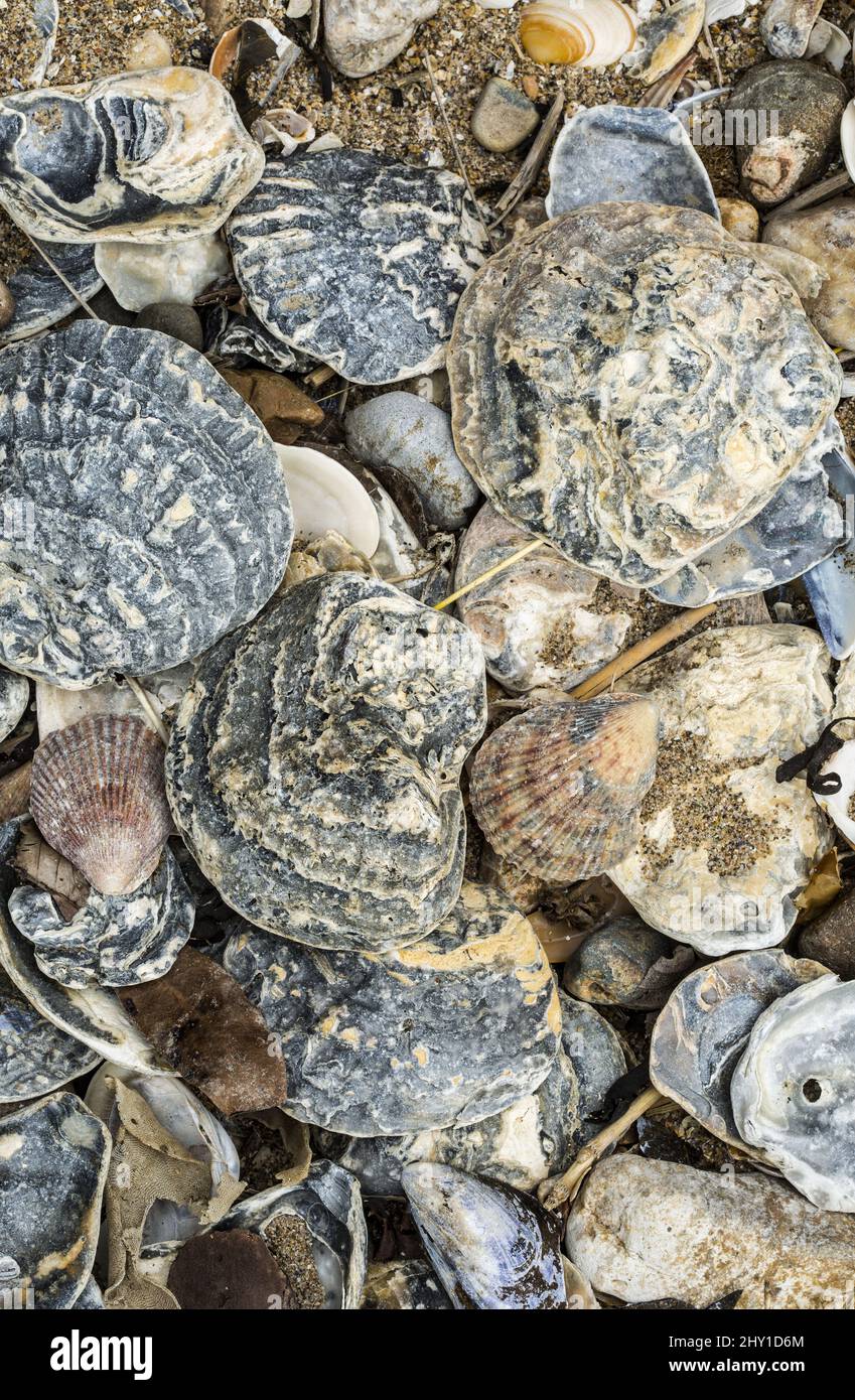 Eine Nahaufnahme Makro Auswahl von Muscheln von oben geschossen niemand Stockfoto