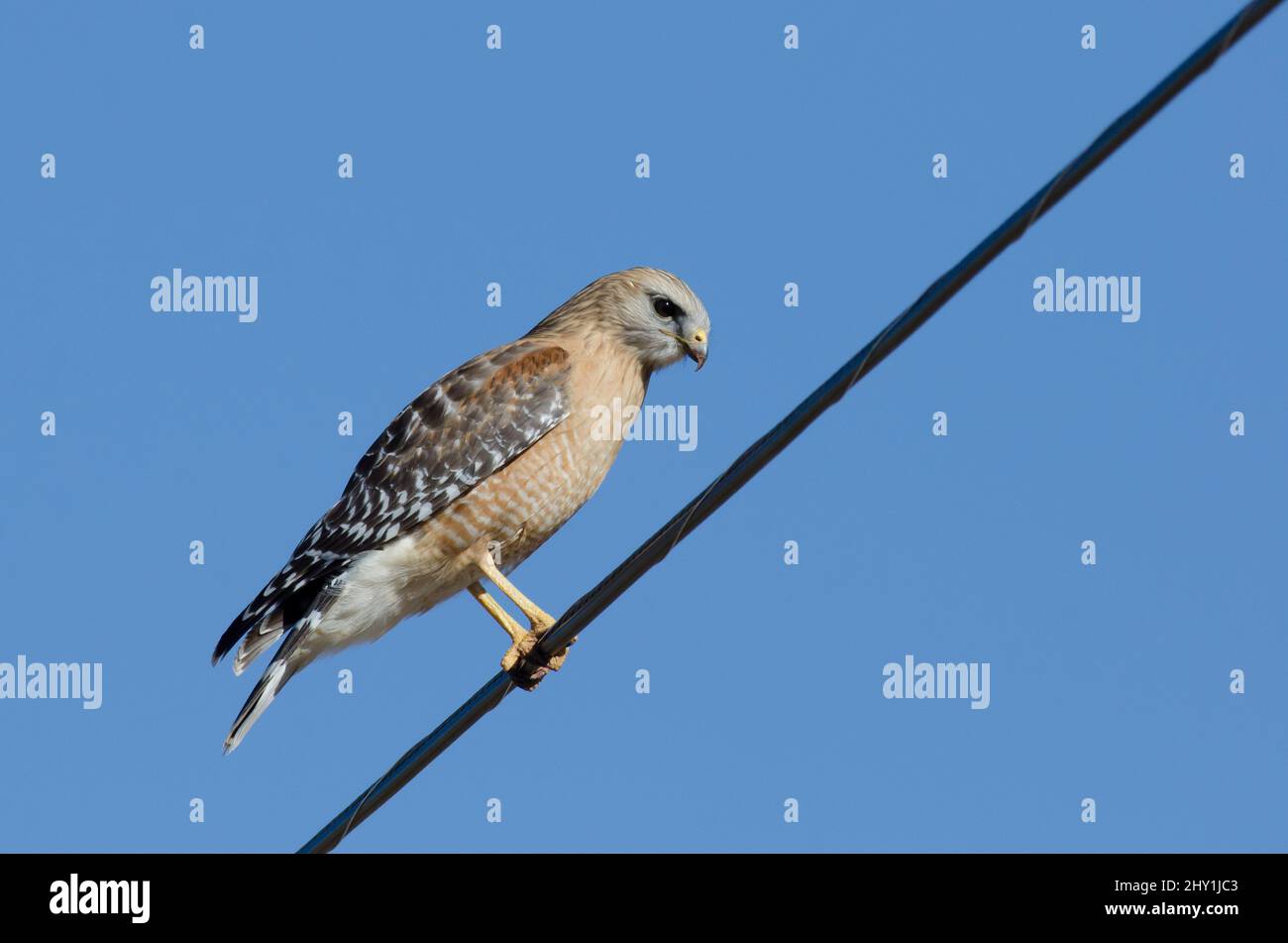 Red-shouldered Hawk, Buteo lineatus, thront auf der Stromleitung Stockfoto