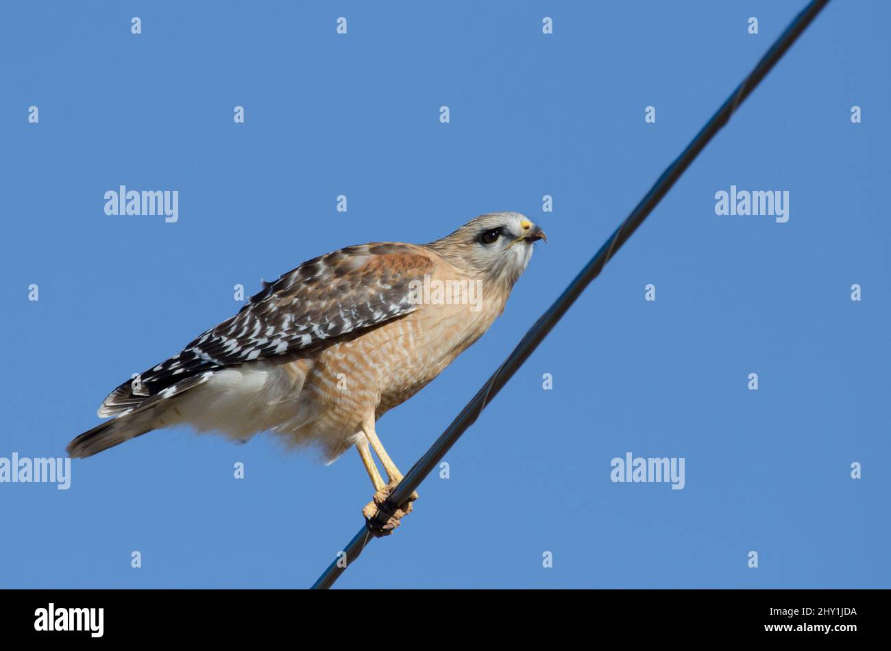 Red-shouldered Hawk, Buteo lineatus, thront auf der Stromleitung Stockfoto