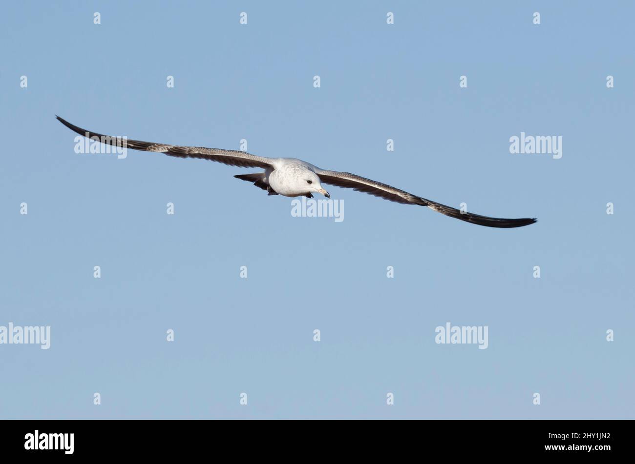 Ring-billed Möve, Larus Delawarensis im Flug Stockfoto
