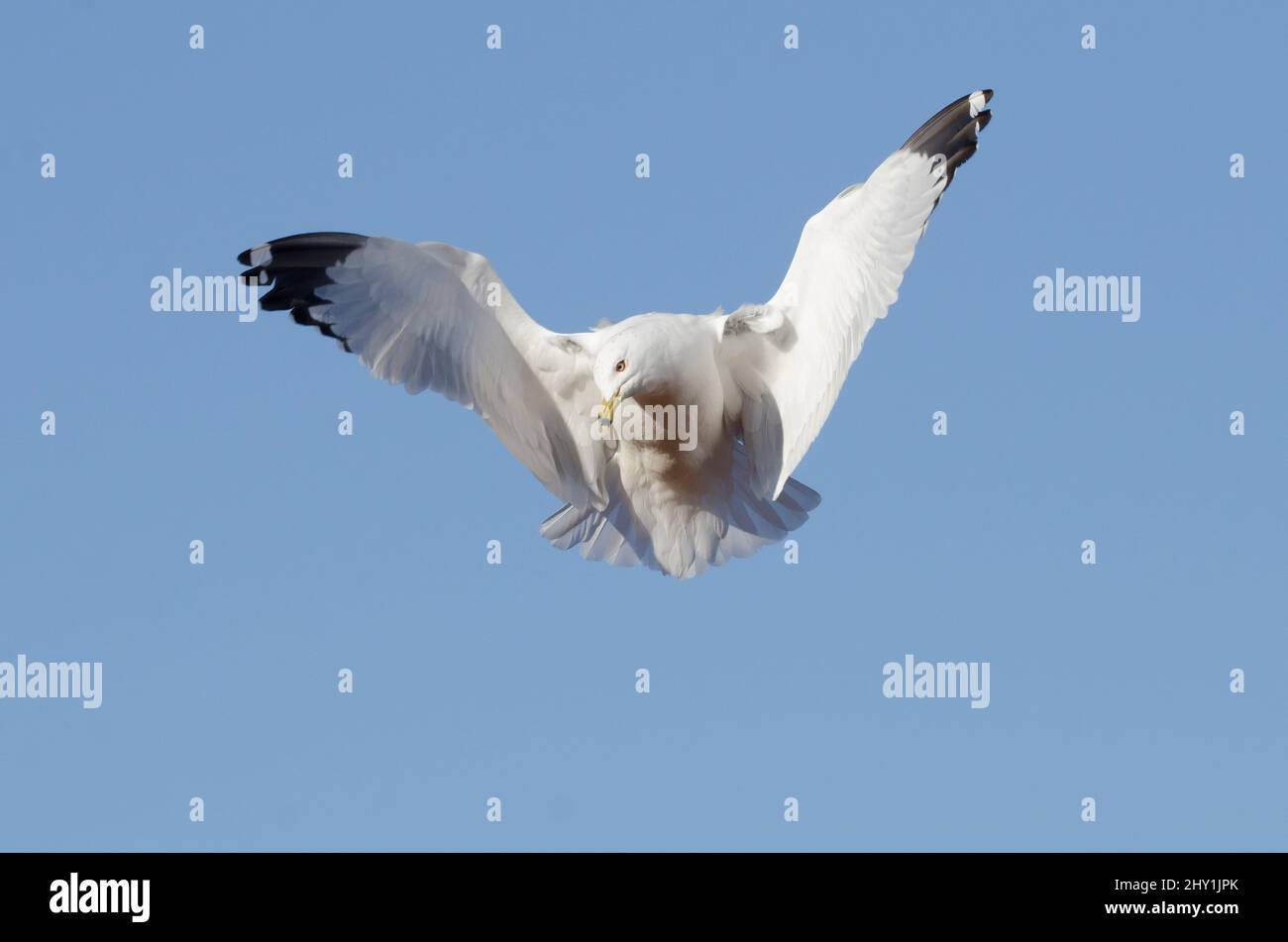 Ring-billed Möve, Larus Delawarensis im Flug Stockfoto