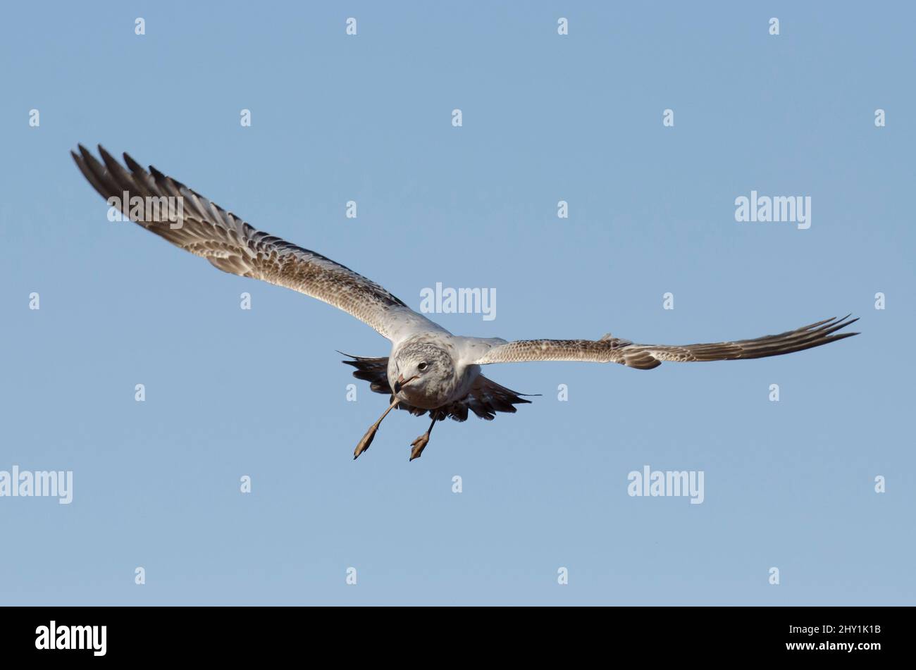 Ring-billed Möve, Larus Delawarensis im Flug Stockfoto