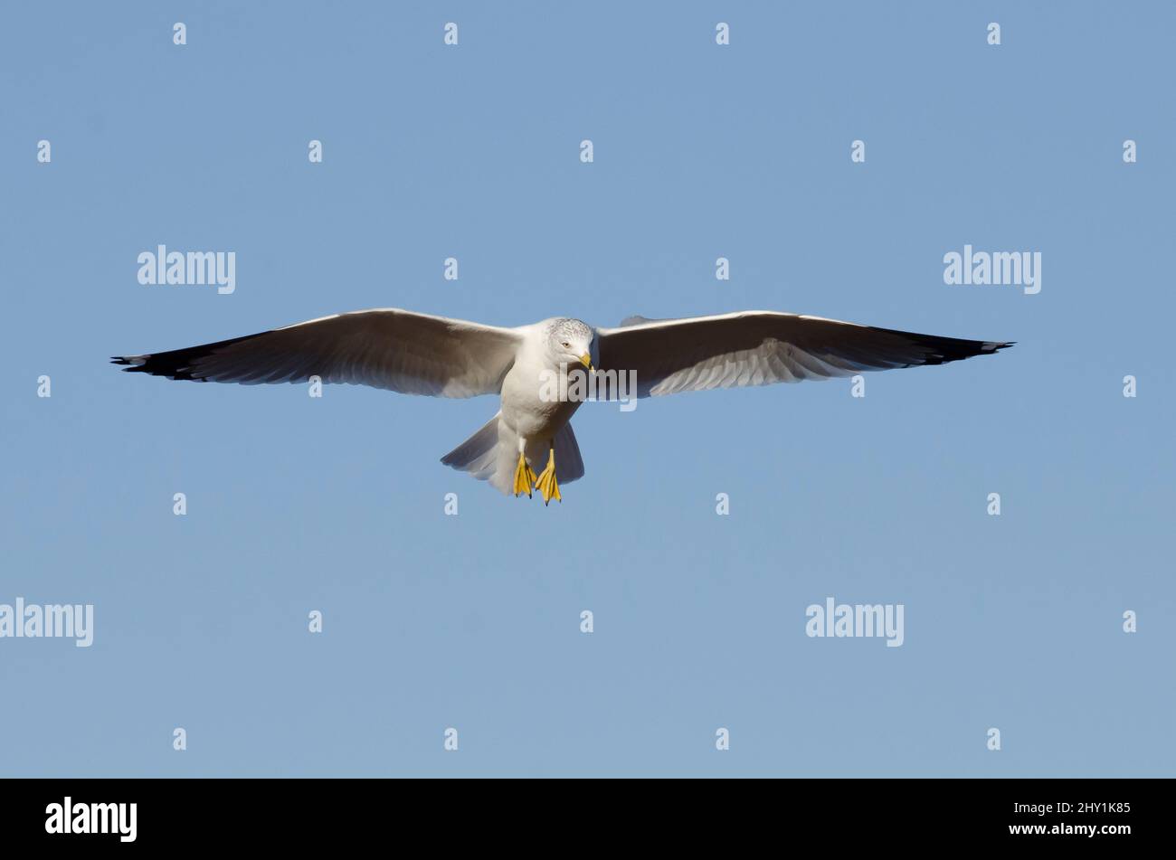 Ring-billed Möve, Larus Delawarensis im Flug Stockfoto