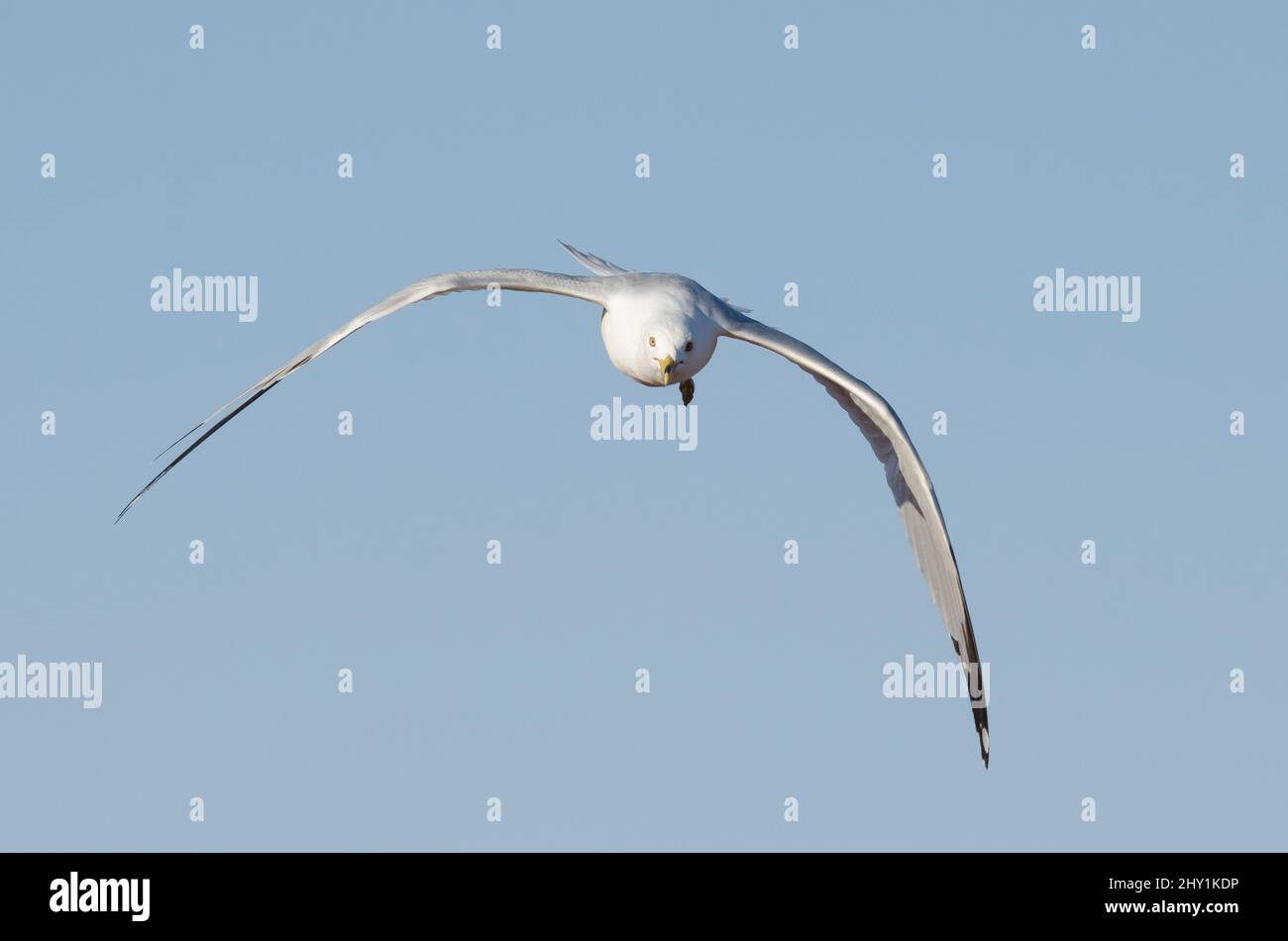 Ring-billed Möve, Larus Delawarensis im Flug Stockfoto