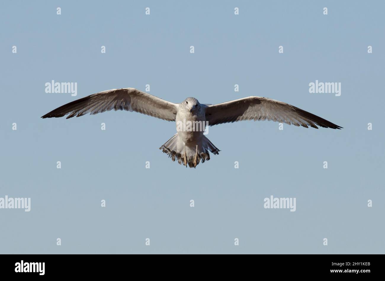 Ring-billed Möve, Larus Delawarensis im Flug Stockfoto