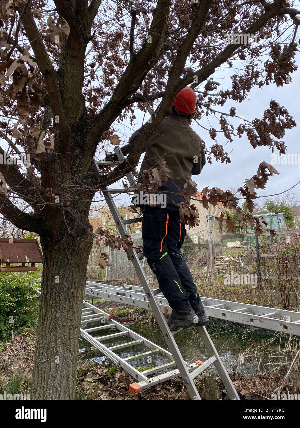 Baum Ausschneiden, Verrottete Zweige Abschneiden Stockfoto