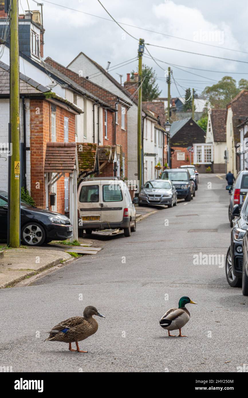 Mallard-Enten (Anas platyrhynchos) überqueren die Straße im Dorf Overton in der Nähe von River Test, Hampshire, Großbritannien Stockfoto