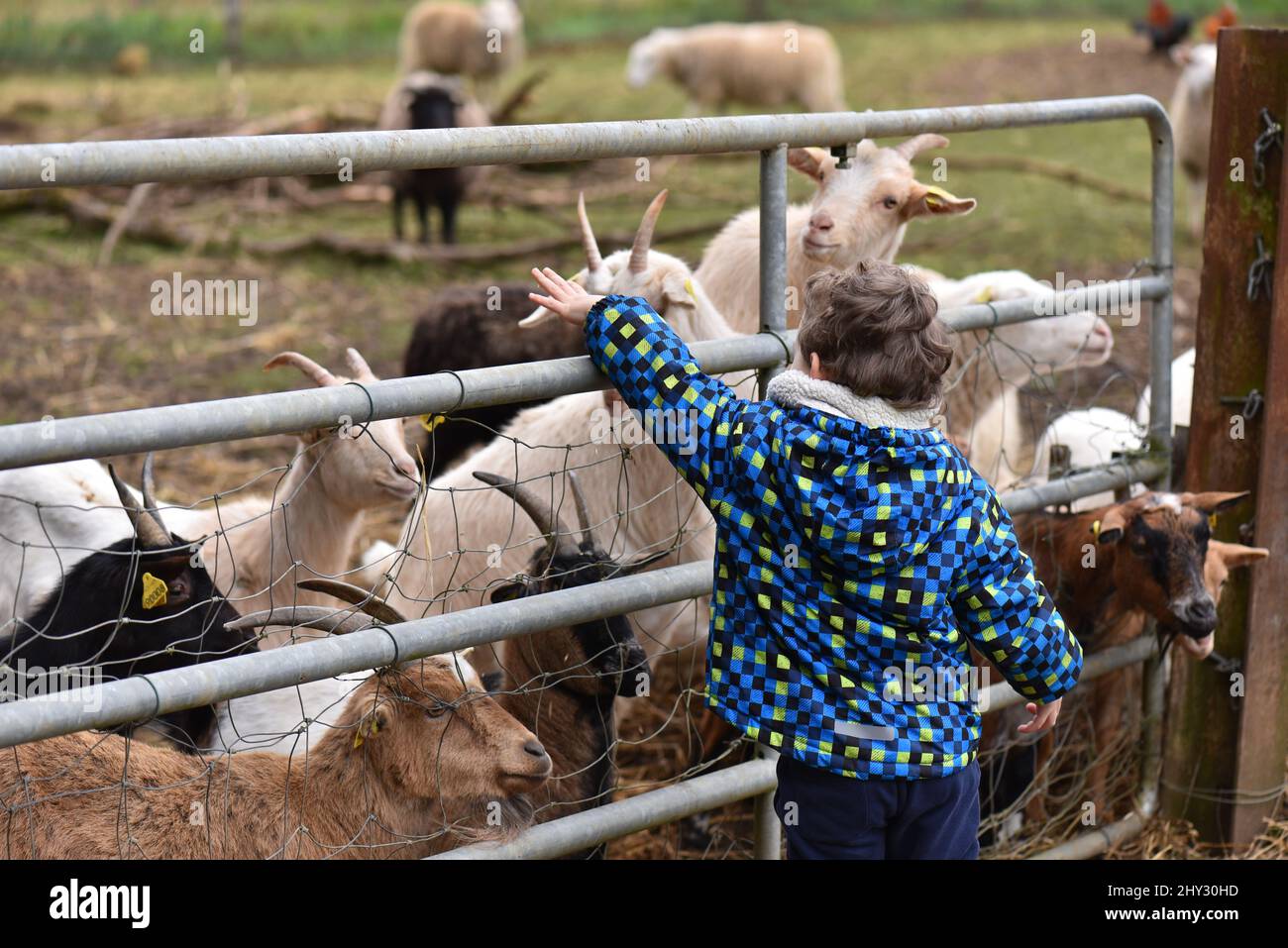 Kleiner kaukasischer Junge, der Ziegen durch einen Drahtzaun in einer Farm füttert. Chlid wirft Getreidekörner, um Ziegen zu füttern. Stockfoto