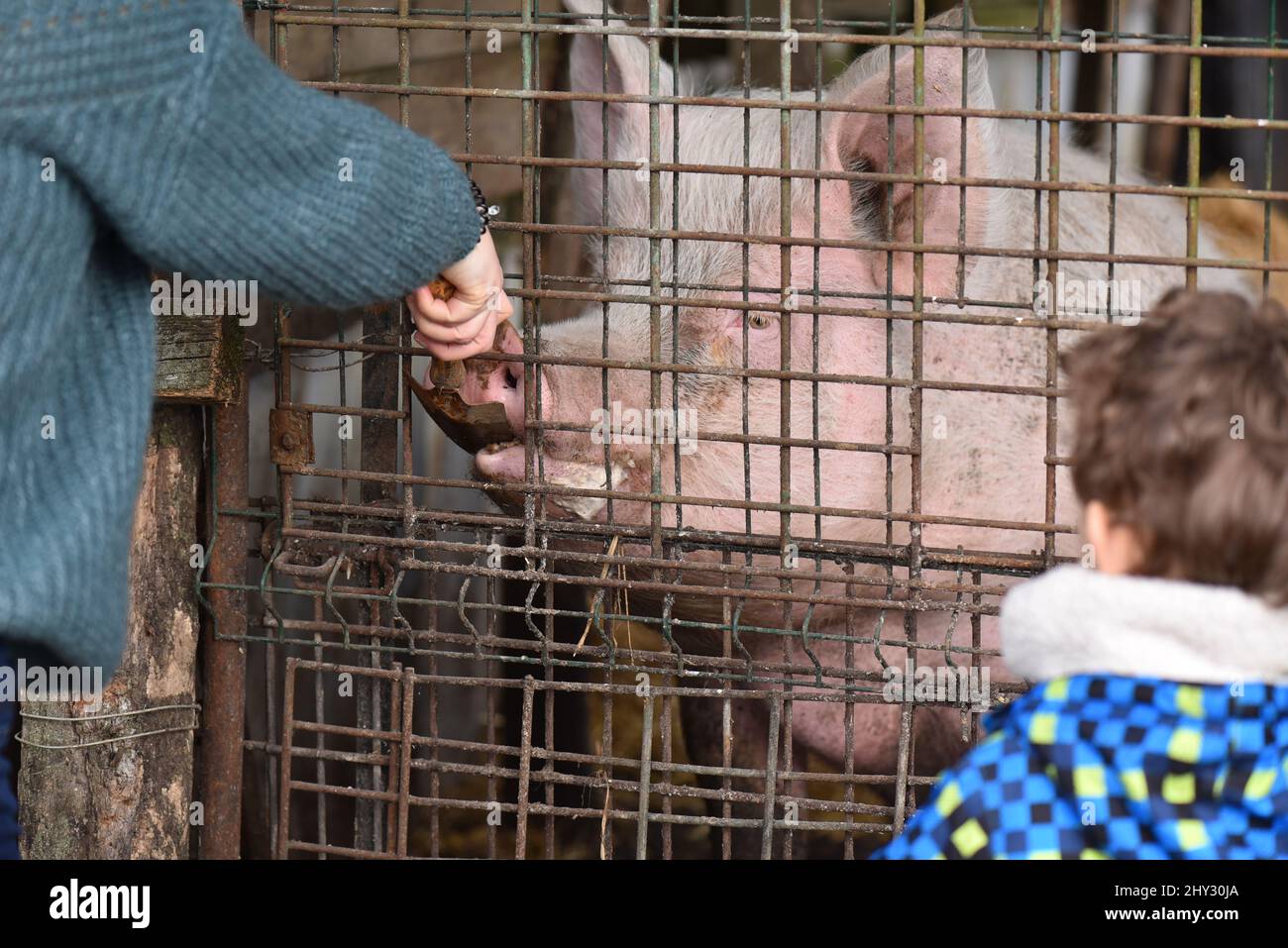 Mutter füttert ein riesiges rosafarbenes Schwein durch einen Drahtzaun auf einem Bauernhof, während sein Kind zuschaut. Schwein, der Getreide aus den Händen einer Frau isst. Stockfoto