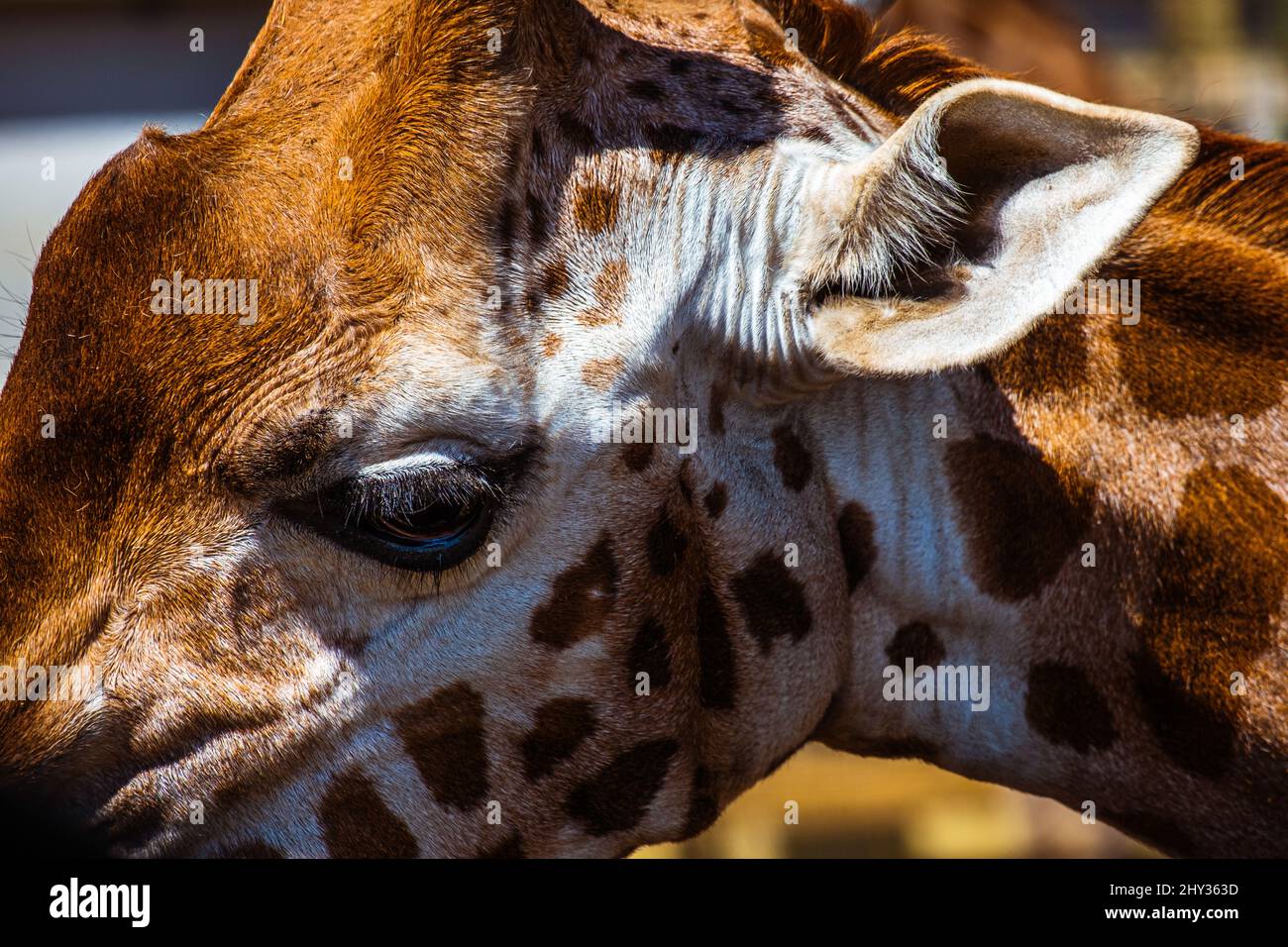 Nahaufnahme der Giraffe im Profil aufgenommen Stockfoto