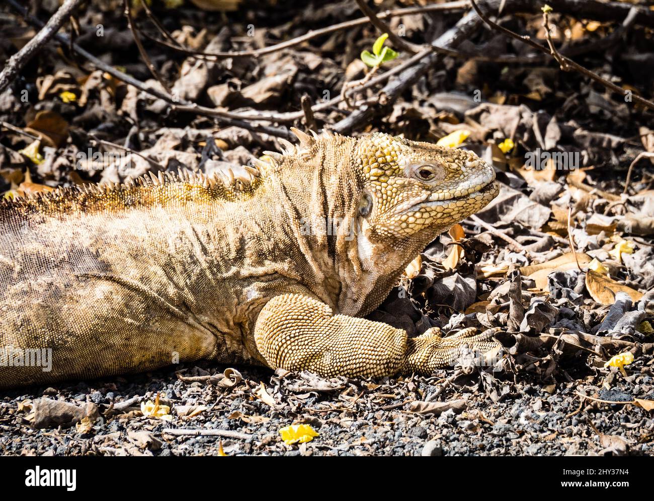 Ein Land-Leguan zeigt leuchtend gelbe Farben - Isla Isabela, Galapagos, Ecuador Stockfoto