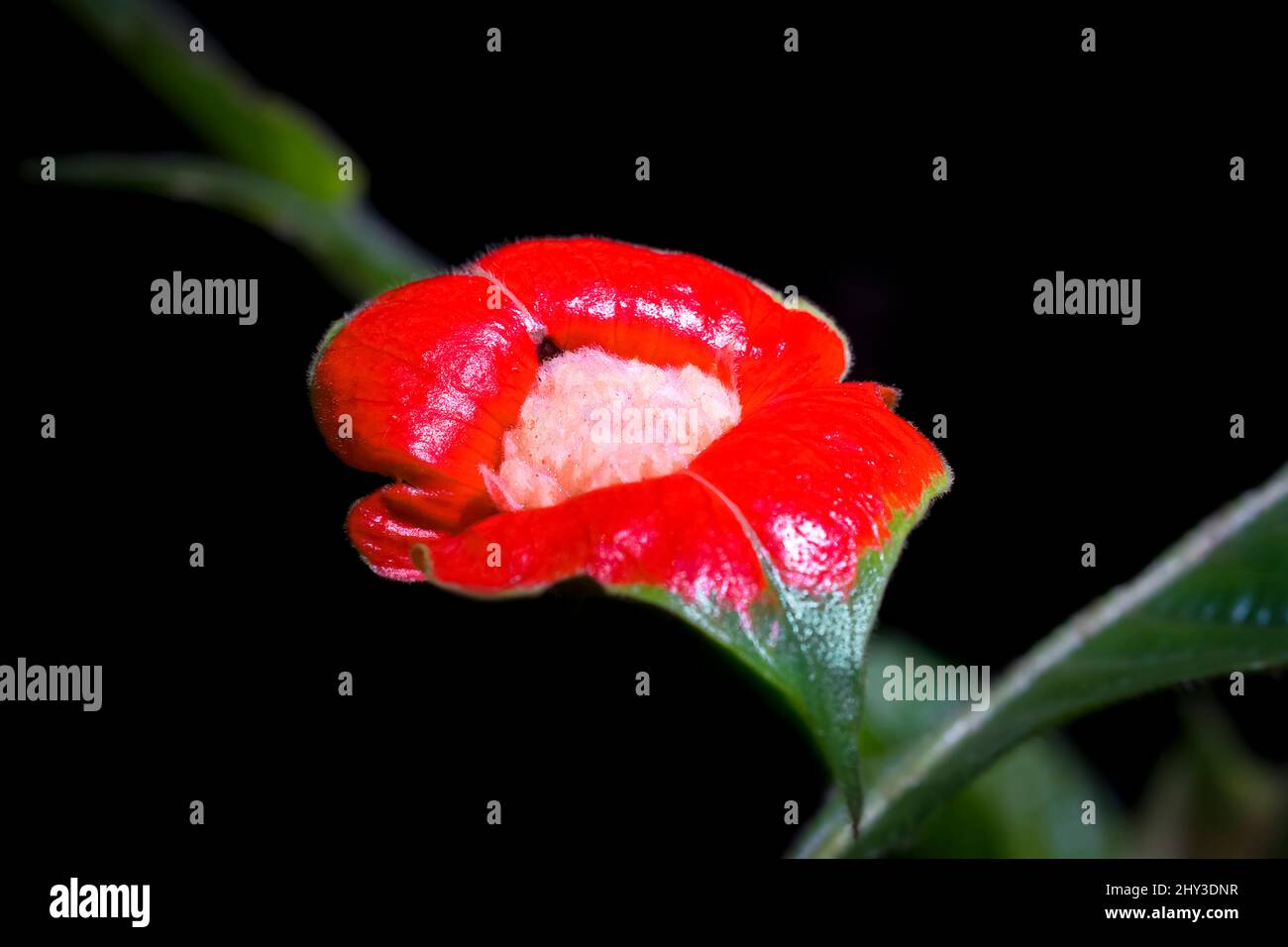 Girlfriend Kiss, alias Hot Lips Plant (Palicourea elata), Regenwald, Amazonas, Ecuador Stockfoto