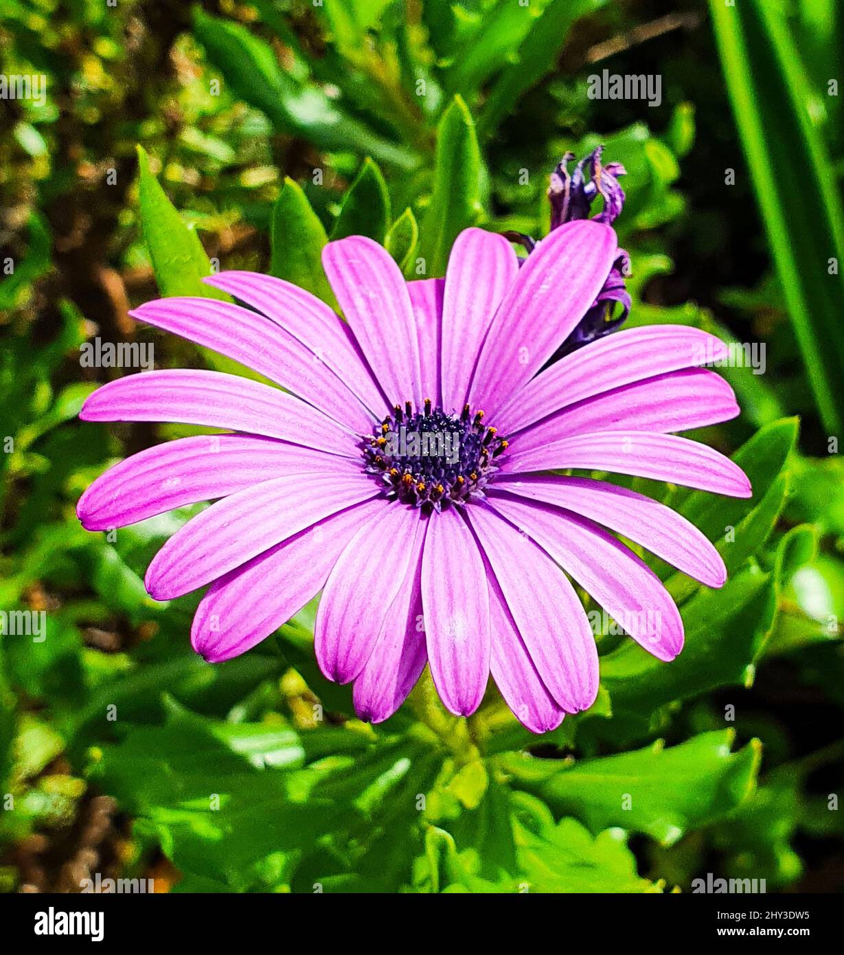 Nahaufnahme einer hellvioletten Osteospermum-Blume mit grünem, belaubten Hintergrund Stockfoto