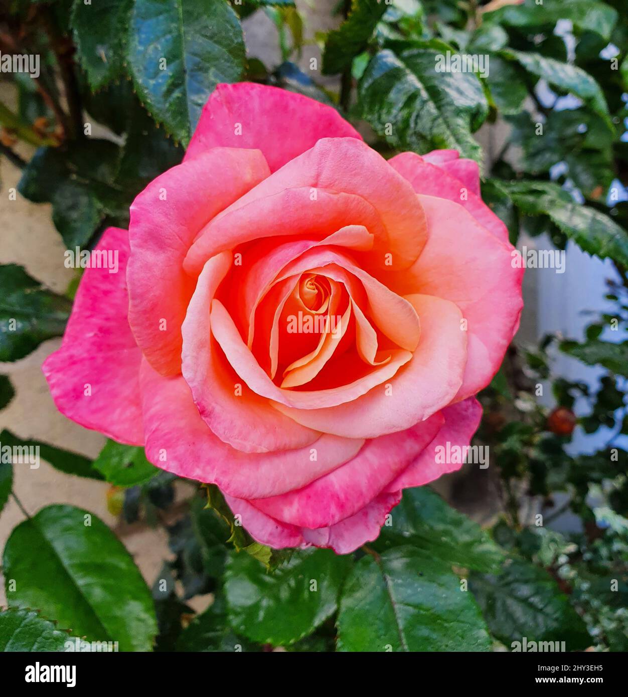 Nahaufnahme einer wunderschönen rosa Rosenblüte mit einem grünen Hintergrund Stockfoto