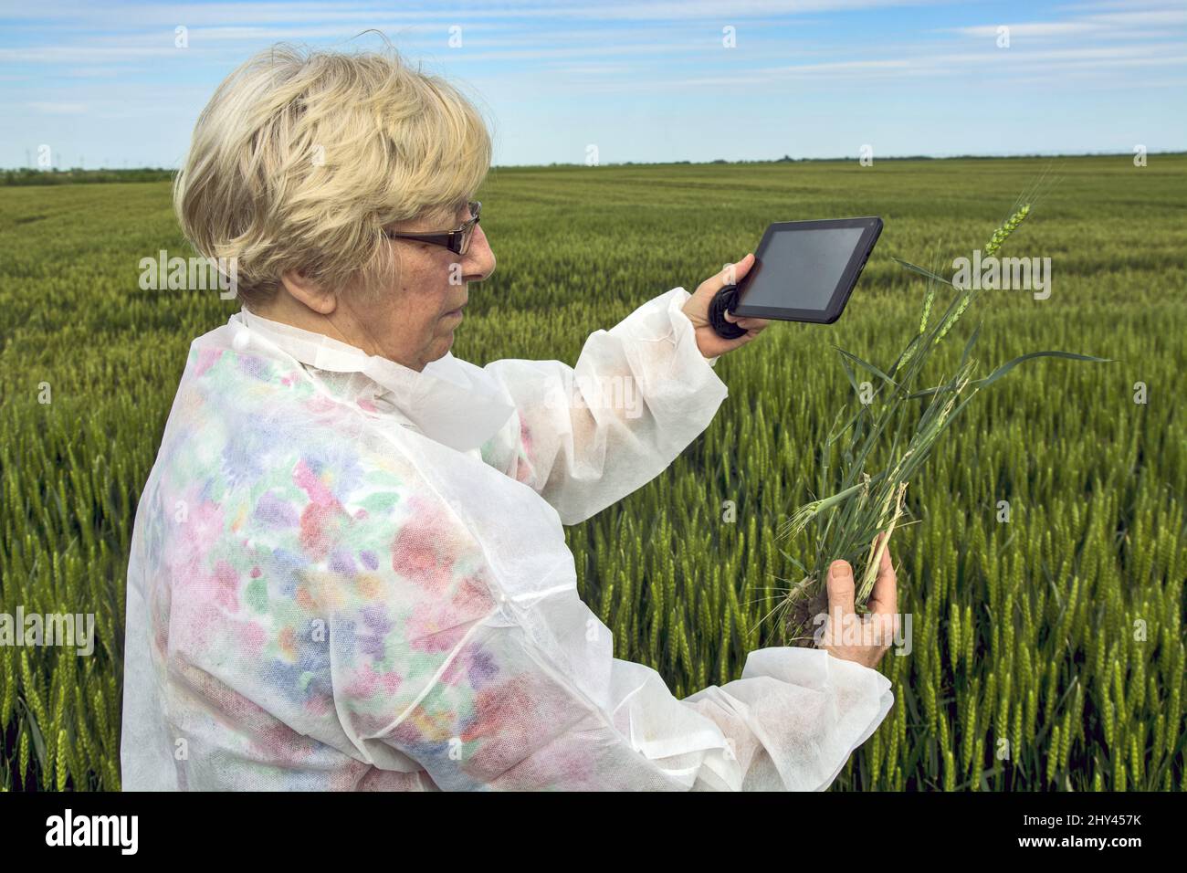 Die kaukasische Agrarwissenschaftlerin in einem Schutzanzug überprüft mit ihrem Tablet die Qualität des Weizens Stockfoto