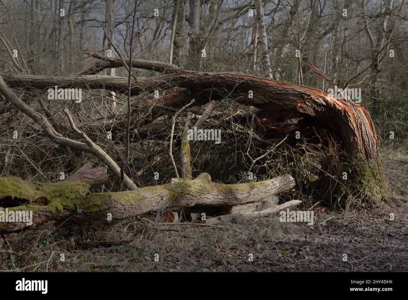 Epsom Surrey England Epsom Common Local Nature Reserve Sturmschaden Durch Gefallenen Baum Stockfoto