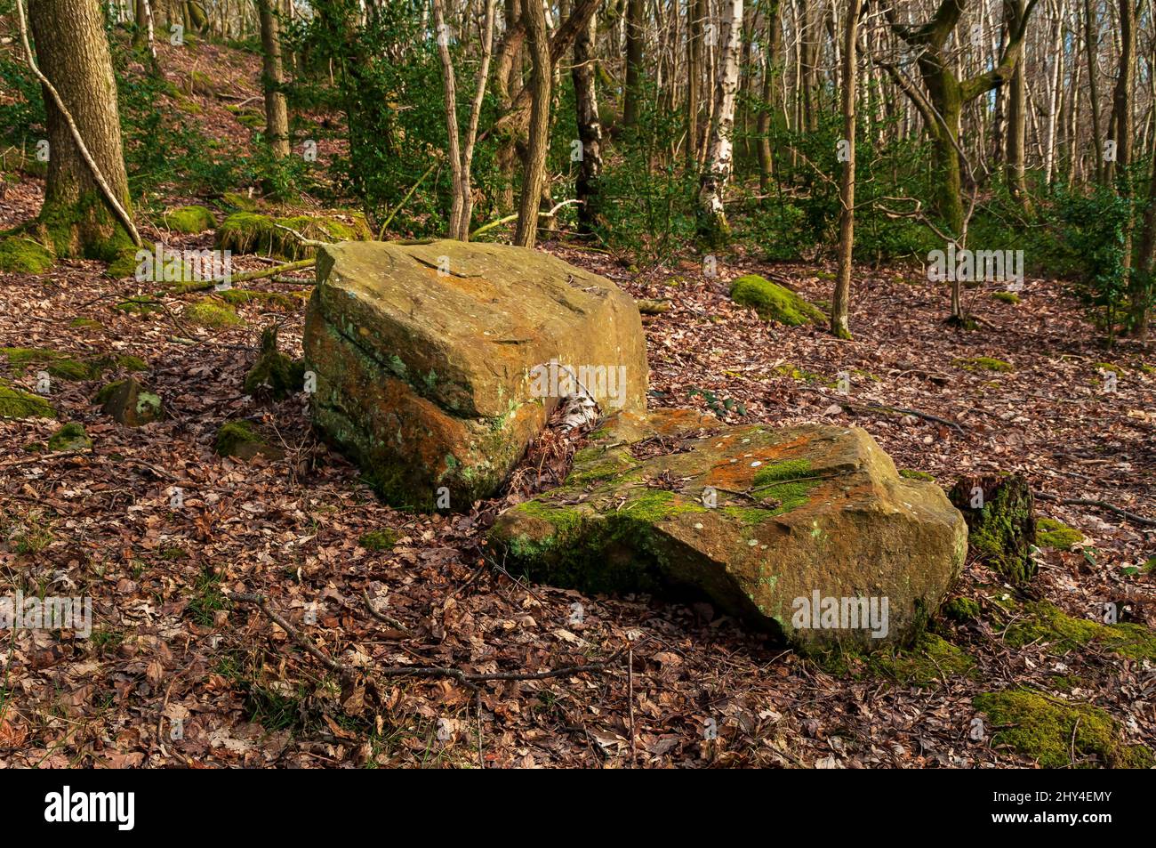 Zwei Geröllsteine in der Nähe eines alten Steinbruchs in Beeley Wood, Oughtibridge, mit leuchtend orangefarbenen Flechten und hellgrünem Moos, die darüber wachsen. Stockfoto