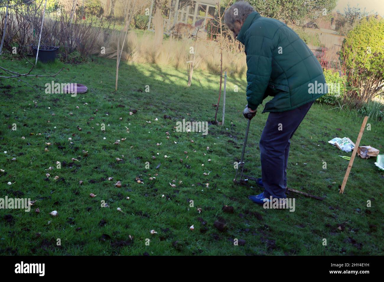 Mann, der im Januar in Surrey England Glühbirnen auf dem Rasen pflanzte, nachdem er sie gepflanzt hatte Stockfoto