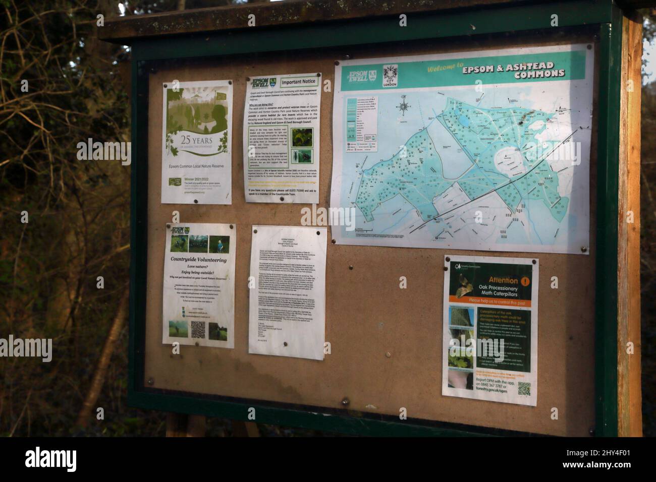 Epsom Surrey England Epsom Common Local Nature Reserve Stockfoto