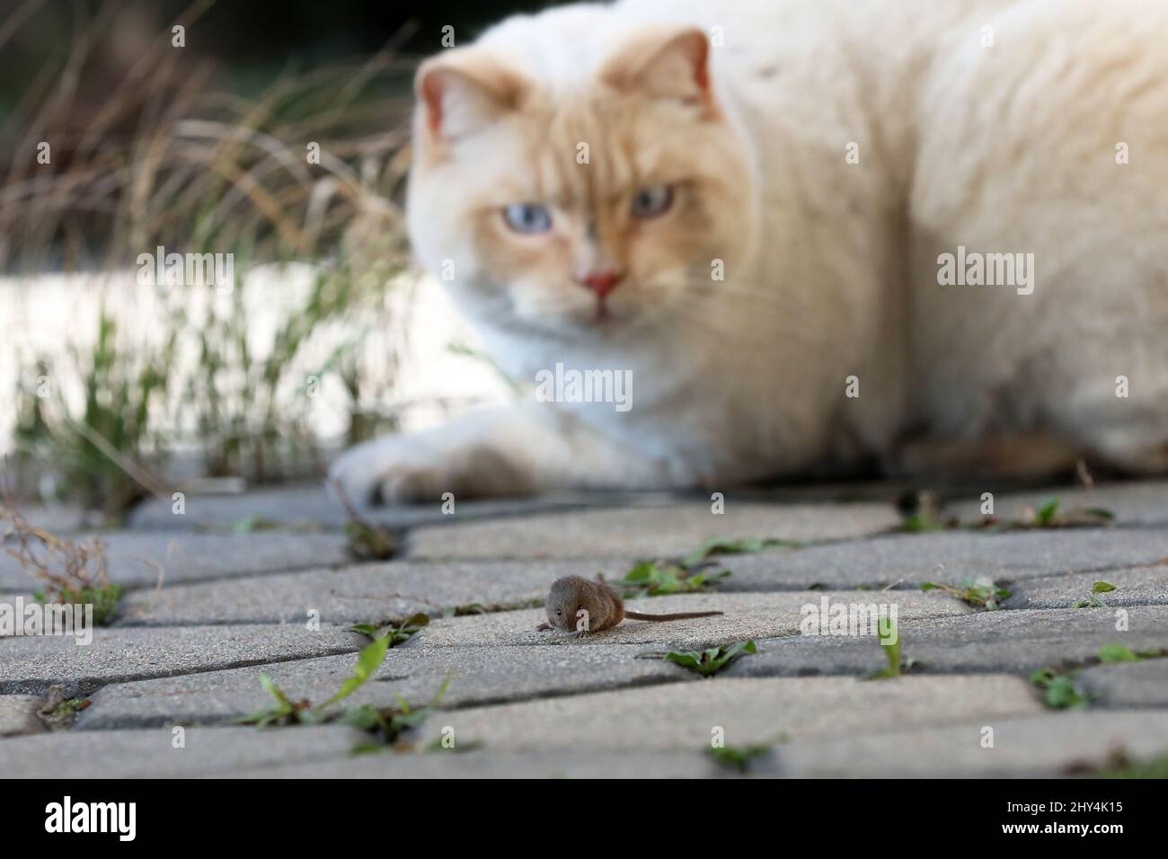 Als weiße englische Katze spielt er mit einer kleinen Maus Stockfoto