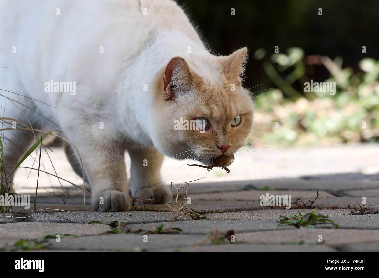 Als weiße englische Katze spielt er mit einer kleinen Maus Stockfoto