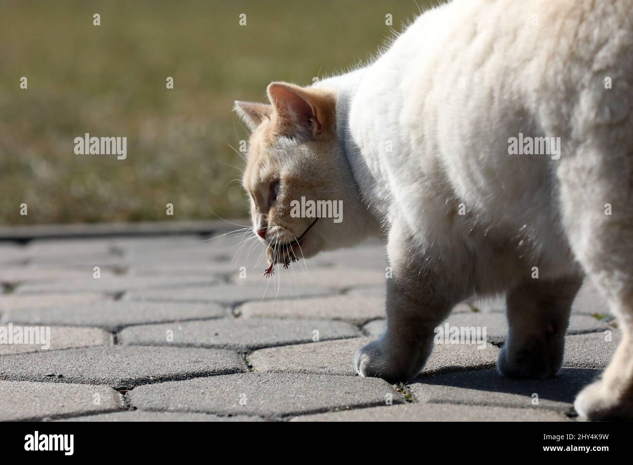 Als weiße englische Katze spielt er mit einer kleinen Maus Stockfoto