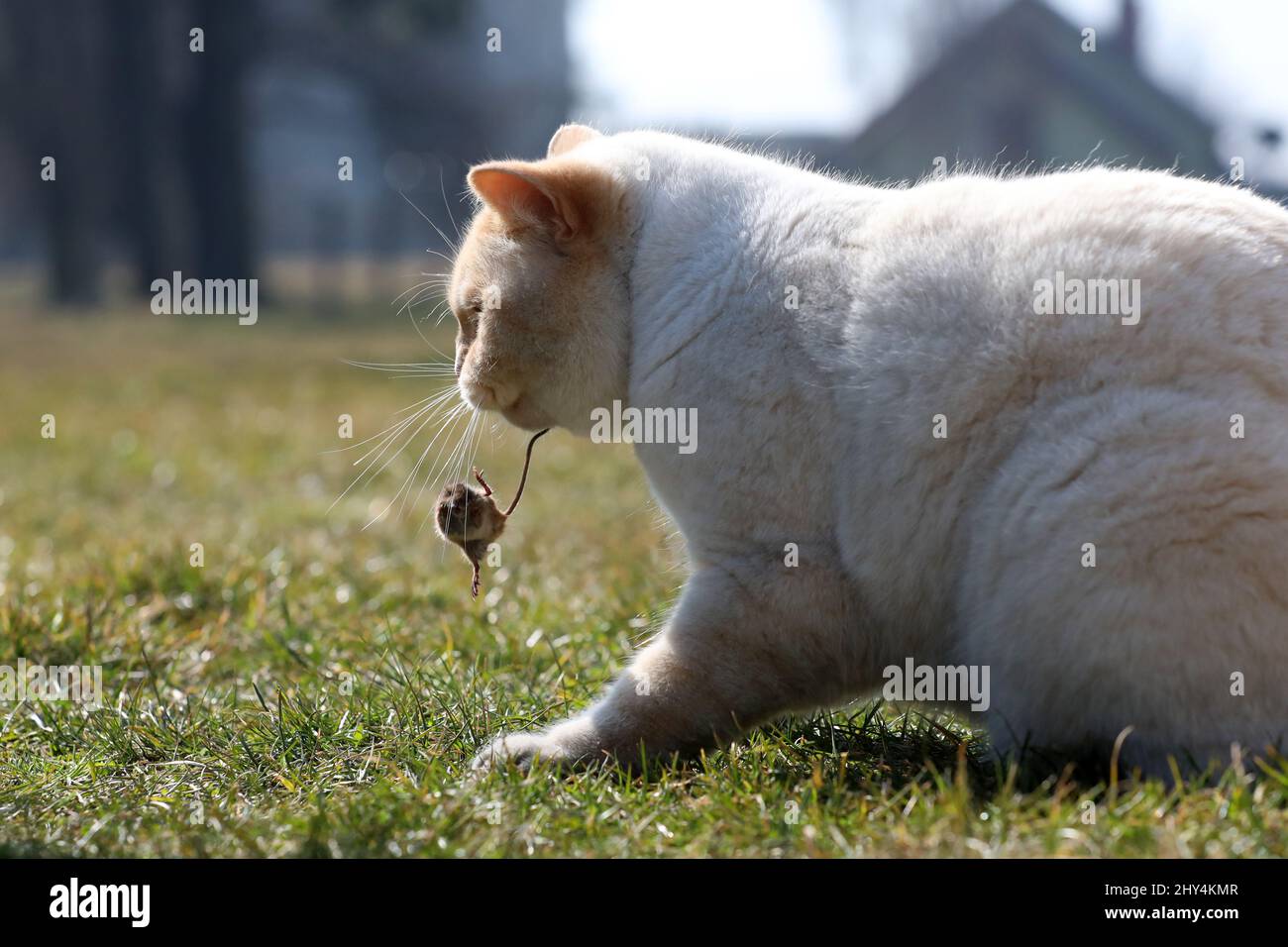 Als weiße englische Katze spielt er mit einer kleinen Maus Stockfoto