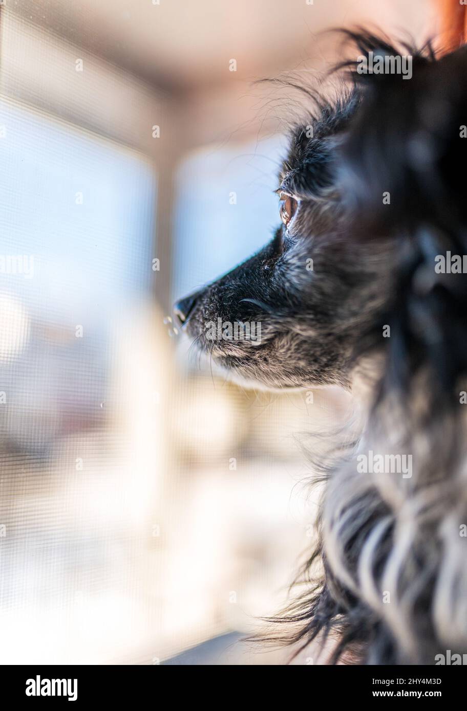 Vertikale Aufnahme des papillon-Hundes, der einen Blick von außen auf die Fenster werfen kann Stockfoto
