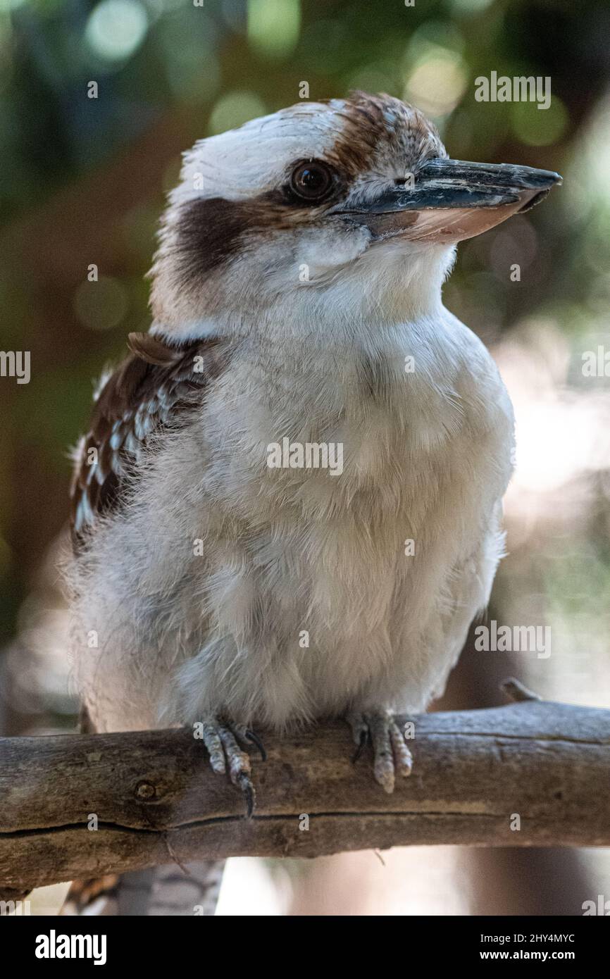 Spangled kookaburra Fotos und Bildmaterial in hoher Auflösung Alamy