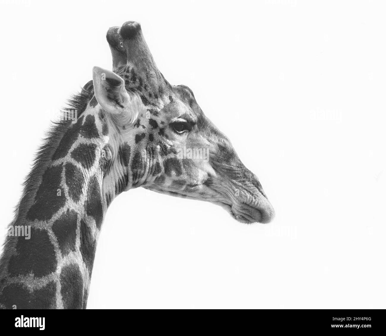 Nahaufnahme des Kopfes einer Giraffe auf weißem Hintergrund Stockfoto