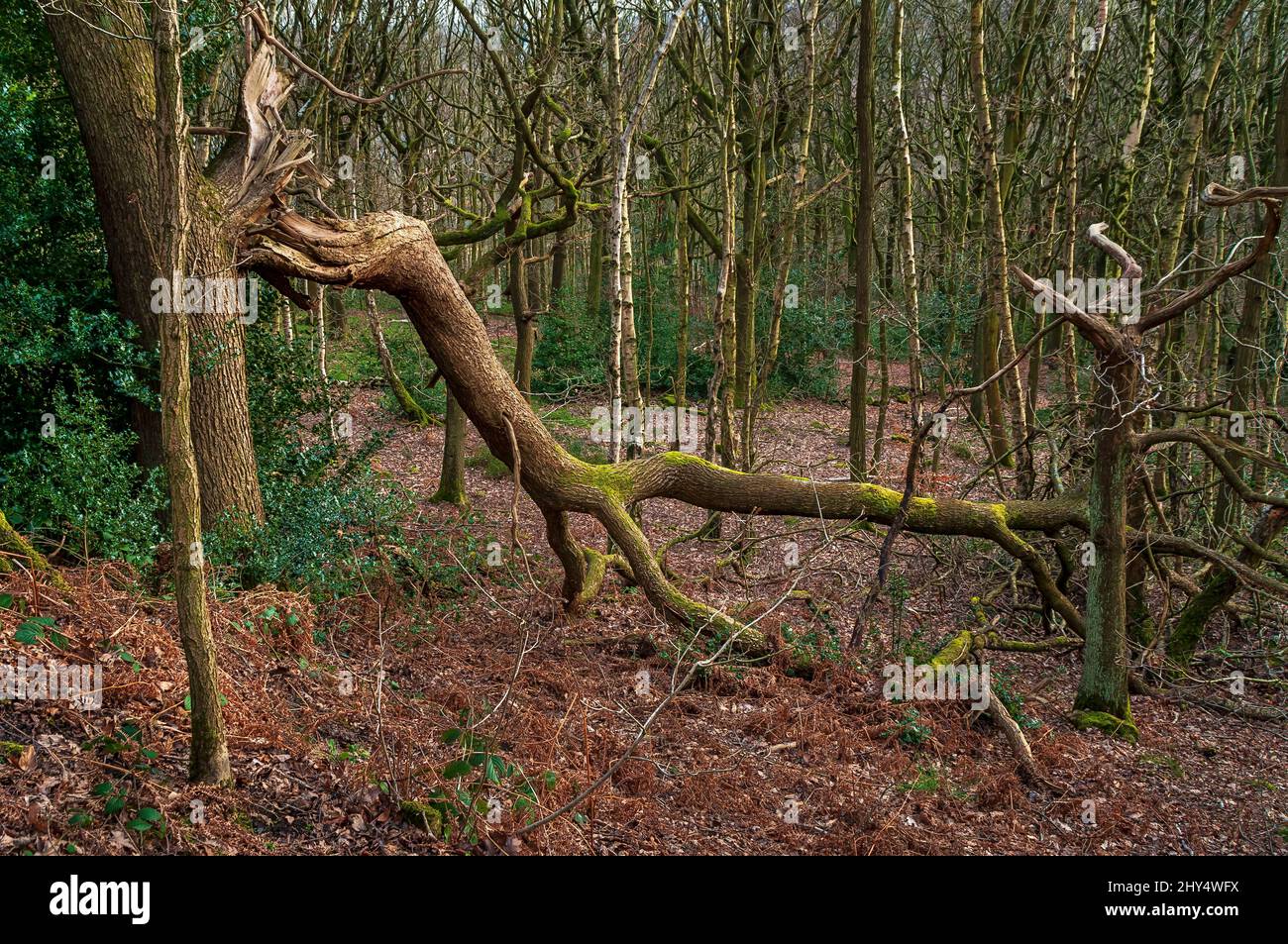 Gebrochener Baum vom Wind, gesehen in der Nähe einer alten Straßenbahn, die zu verlassenen Minenanlagen für Ganister führt, gefunden in Beeley Wood, Oughtibridge, in der Nähe von Sheffield. Stockfoto