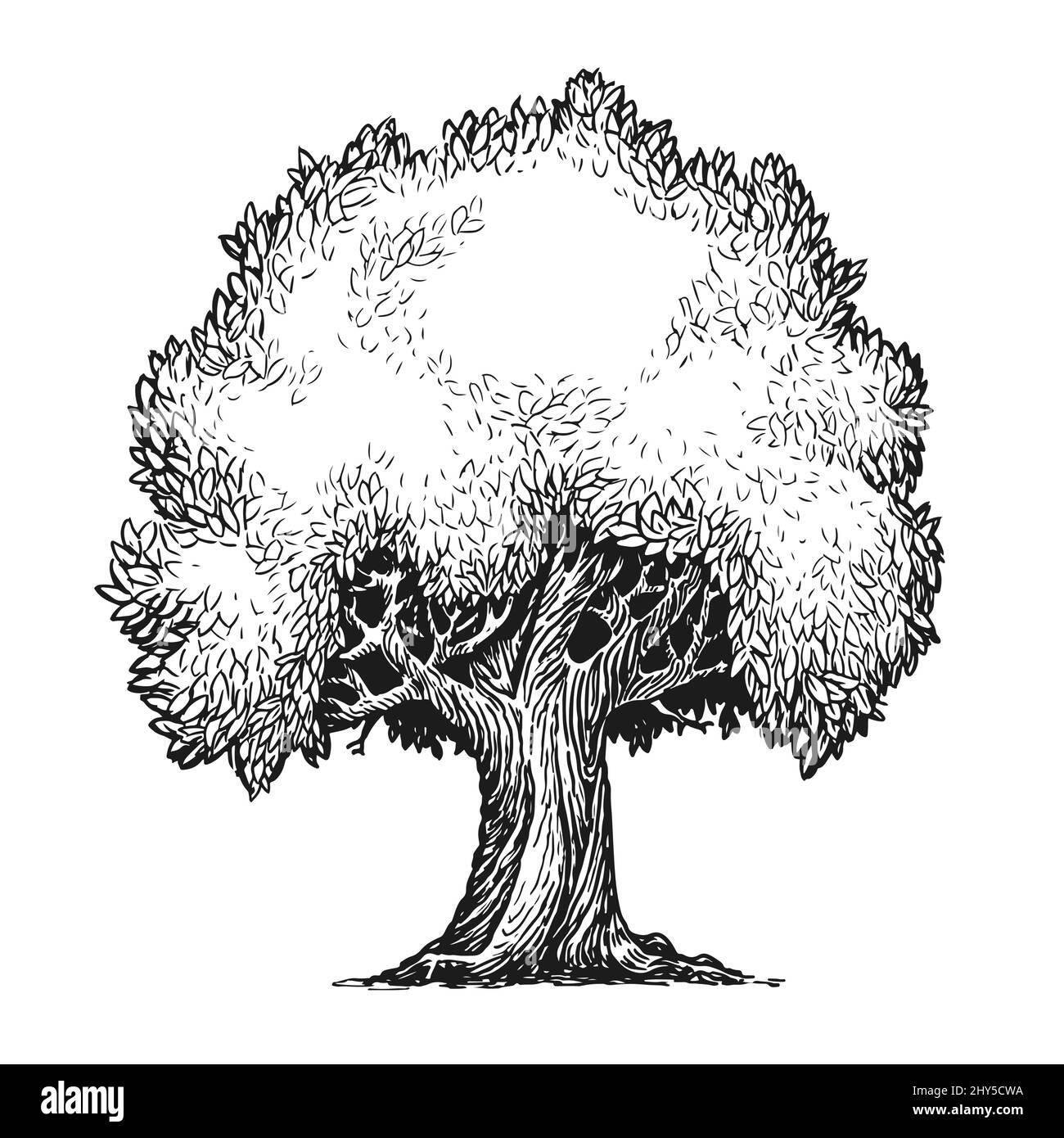 Baum mit Blättern Skizze. Natur Konzept Vintage Vektor Illustration Stock Vektor