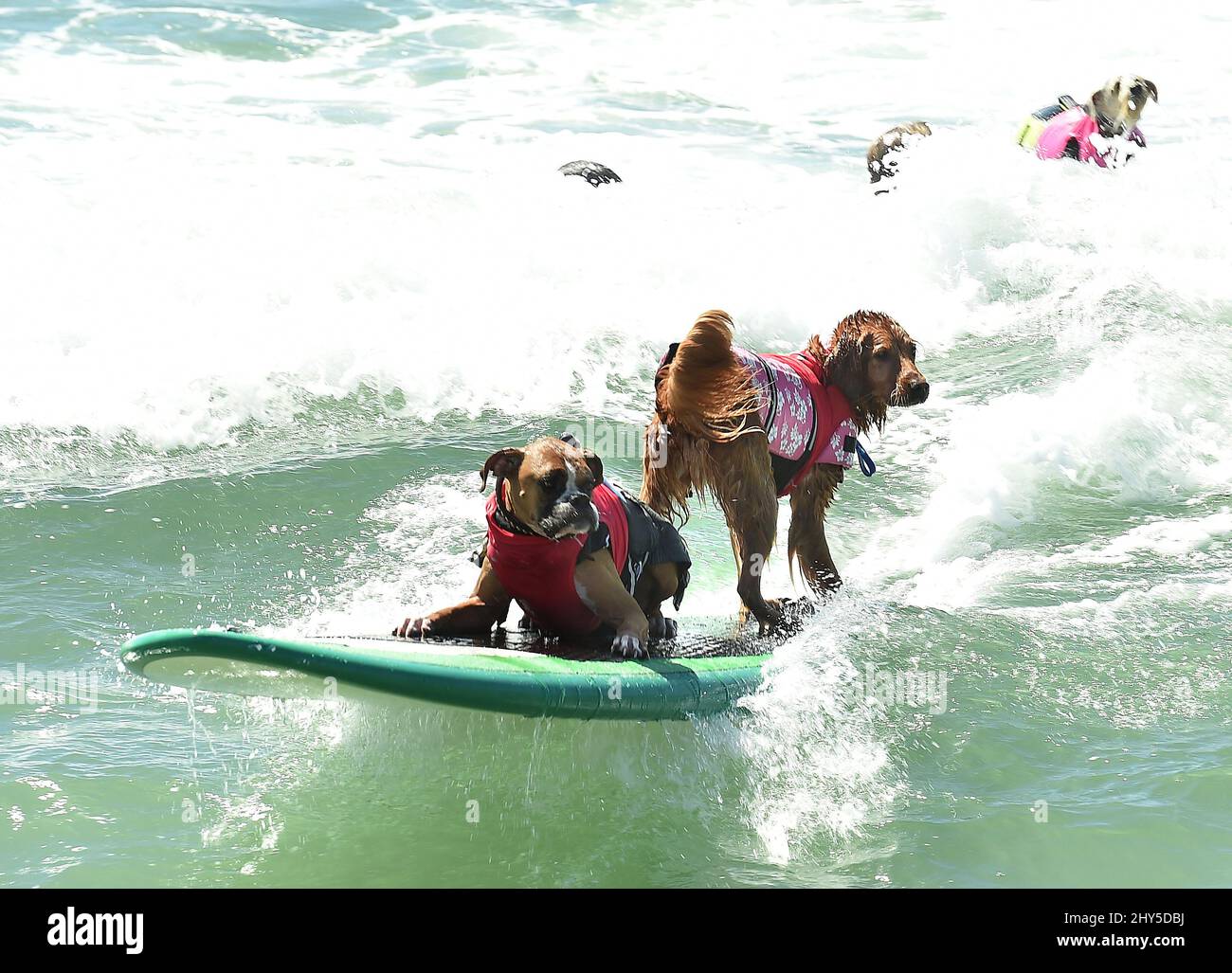 Hundekonkurrenten während des jährlichen „Unleashed by Petco Surf City Surf Dog“-Wettbewerbs 6. in Huntington Beach in Kalifornien, USA. Stockfoto