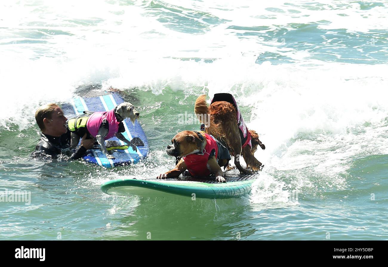 Hundekonkurrenten während des jährlichen „Unleashed by Petco Surf City Surf Dog“-Wettbewerbs 6. in Huntington Beach in Kalifornien, USA. Stockfoto