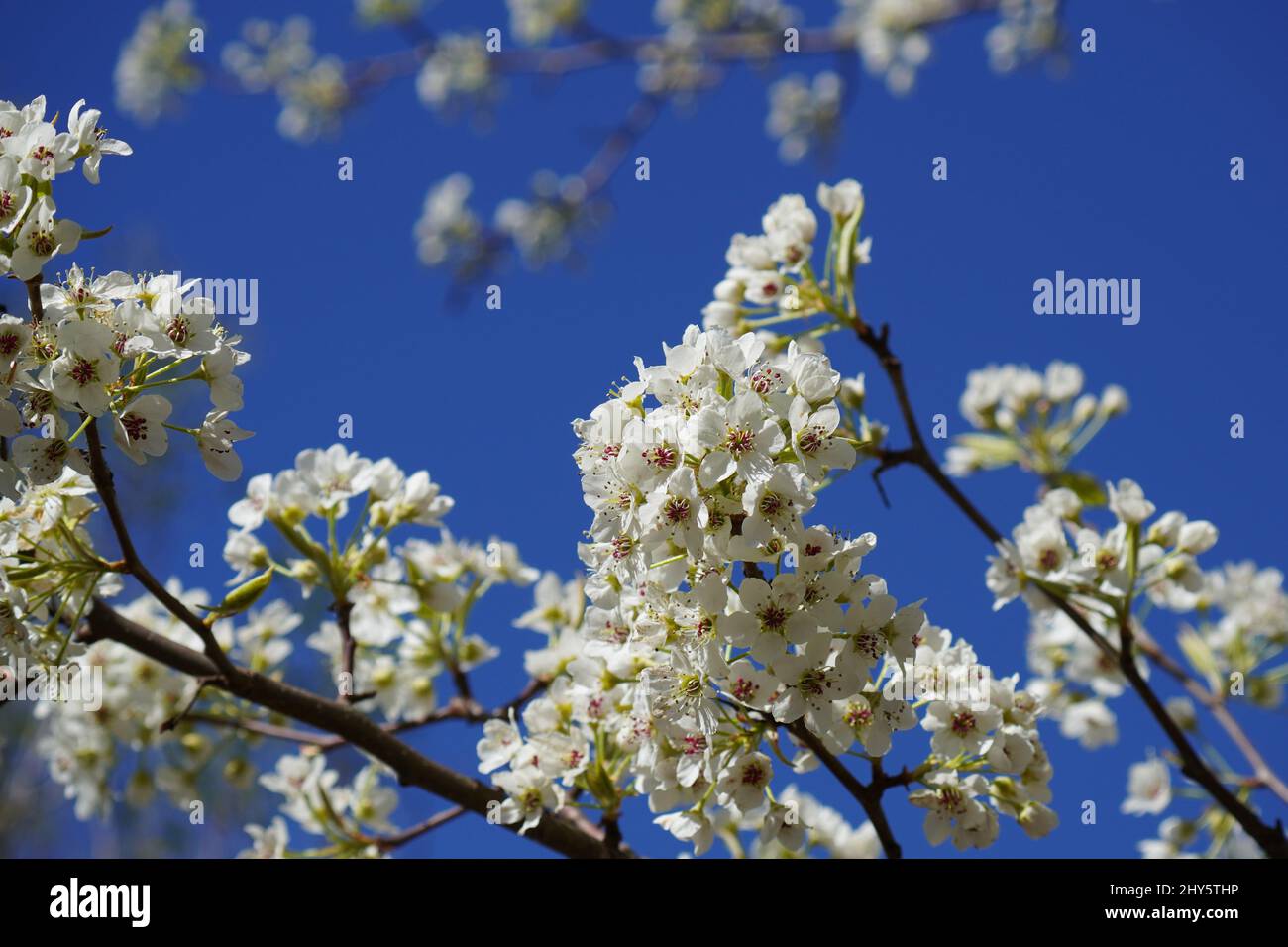 Selektiver Fokus auf Vordergrundblumen eines Birnenbaums mit einem klaren blauen Himmel im Hintergrund Stockfoto