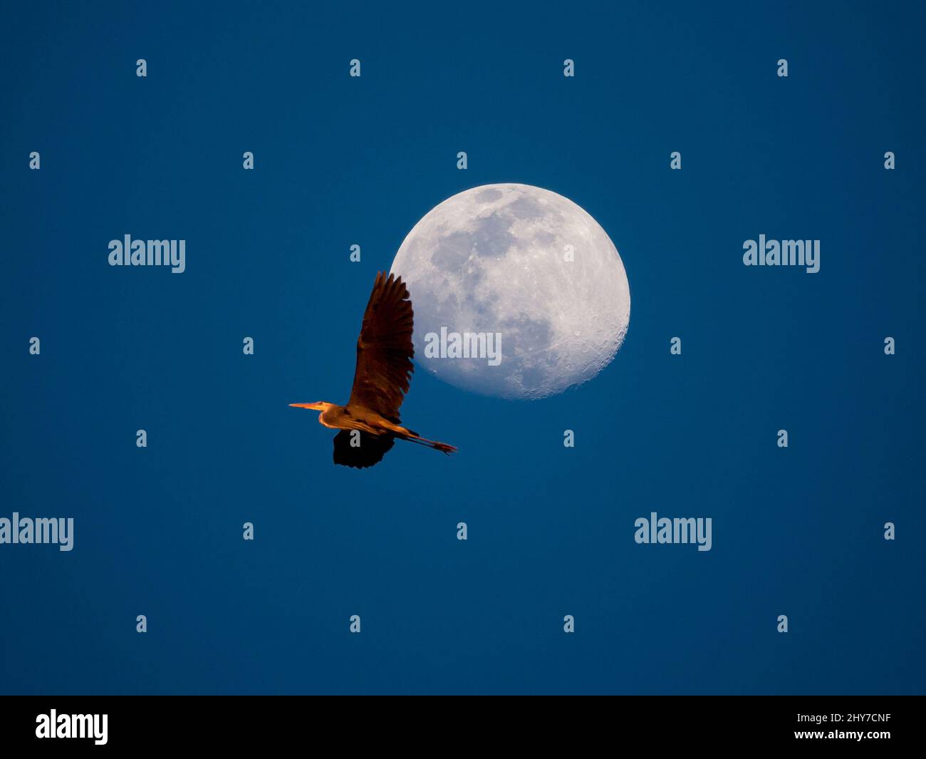 Ein großer blauer Reiher fliegt bei Sonnenuntergang an einem Vollmond vorbei, in einem tiefblauen Himmel. Stockfoto