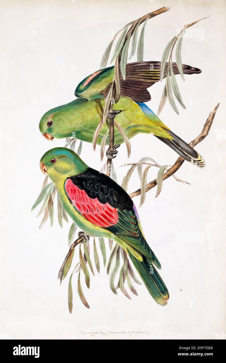 Rotflügelpapagei (Aprosmictus erythropterus) hier als Rotflügelpapagei Farbillustration von Elizabeth Gould für das Ornithologiebuch von John Gould Stockfoto