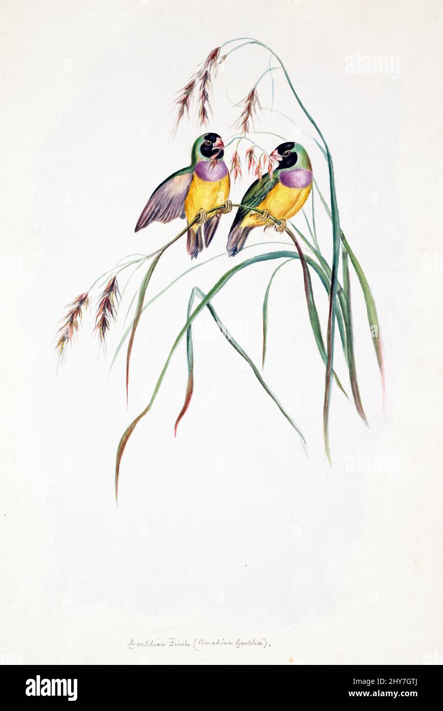 Der Gouldianfink (Chloebia gouldiae), auch bekannt als der Gouldianfink, Goulds Fink oder Regenbogenfink, ist ein farbenfroher Singvögel, der in Australien beheimatet ist. Farbillustration von Elizabeth Gould für das ornithologische Buch von John Gould Stockfoto