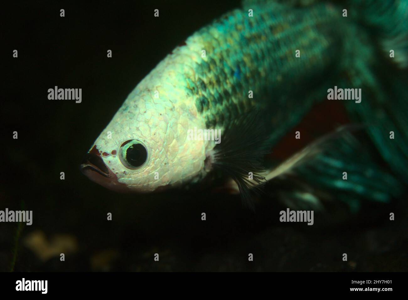 Nahaufnahme eines türkisfarbenen Betta-Fisches in einem Süßwasseraquariumbecken Stockfoto