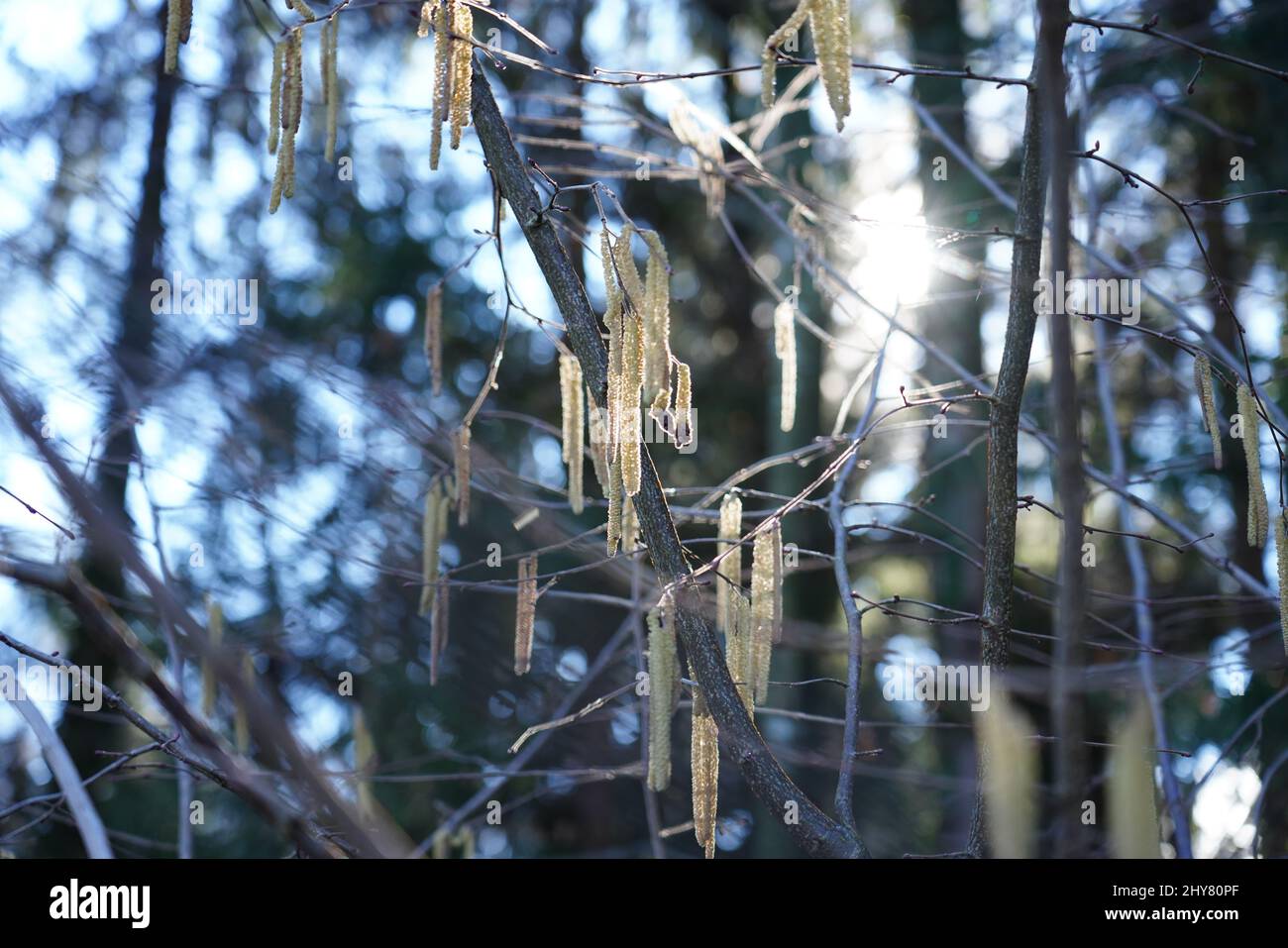 Nahaufnahme einer Hasel-Pflanze, die in hellem Sonnenlicht auf dem Baum im Wald wächst Stockfoto