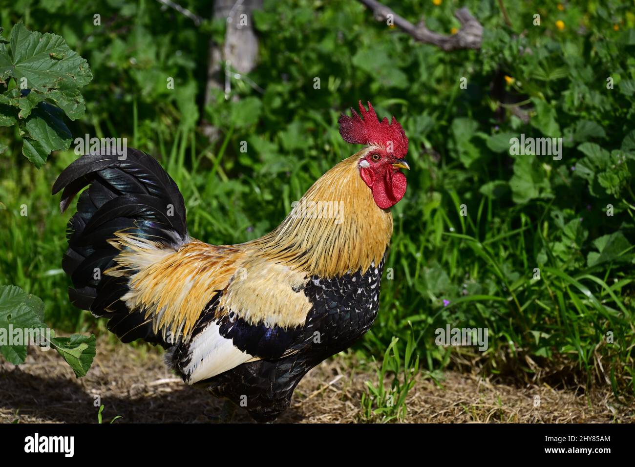Nahaufnahme eines schönen Hahns, der im Garten bei hellem Sonnenlicht steht Stockfoto