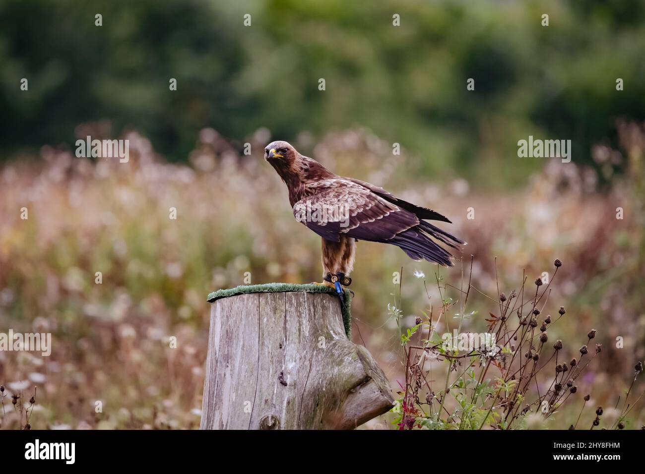 Flache Aufnahme eines goldenen Adlers, der tagsüber auf einem abgeschnittenen Baumstamm thront Stockfoto