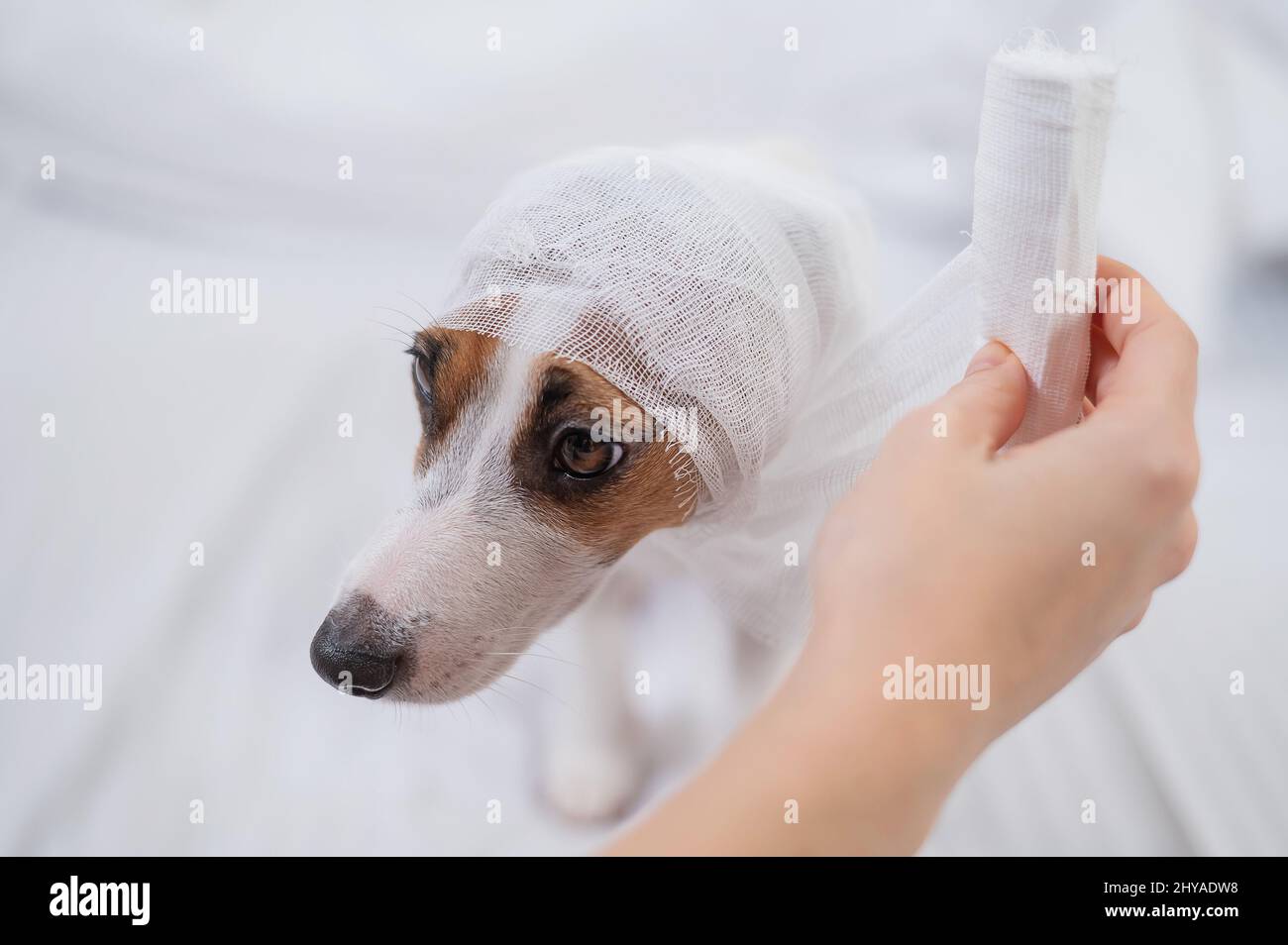 Der Tierarzt wickelt einen Verband um den Kopf eines Hundes Jack Russell Terrier. Stockfoto