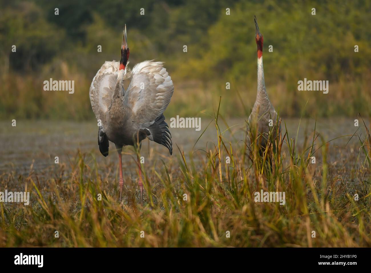 Aufnahme von Saruskranen, dem höchsten fliegenden Vogel im Feuchtgebiet Stockfoto