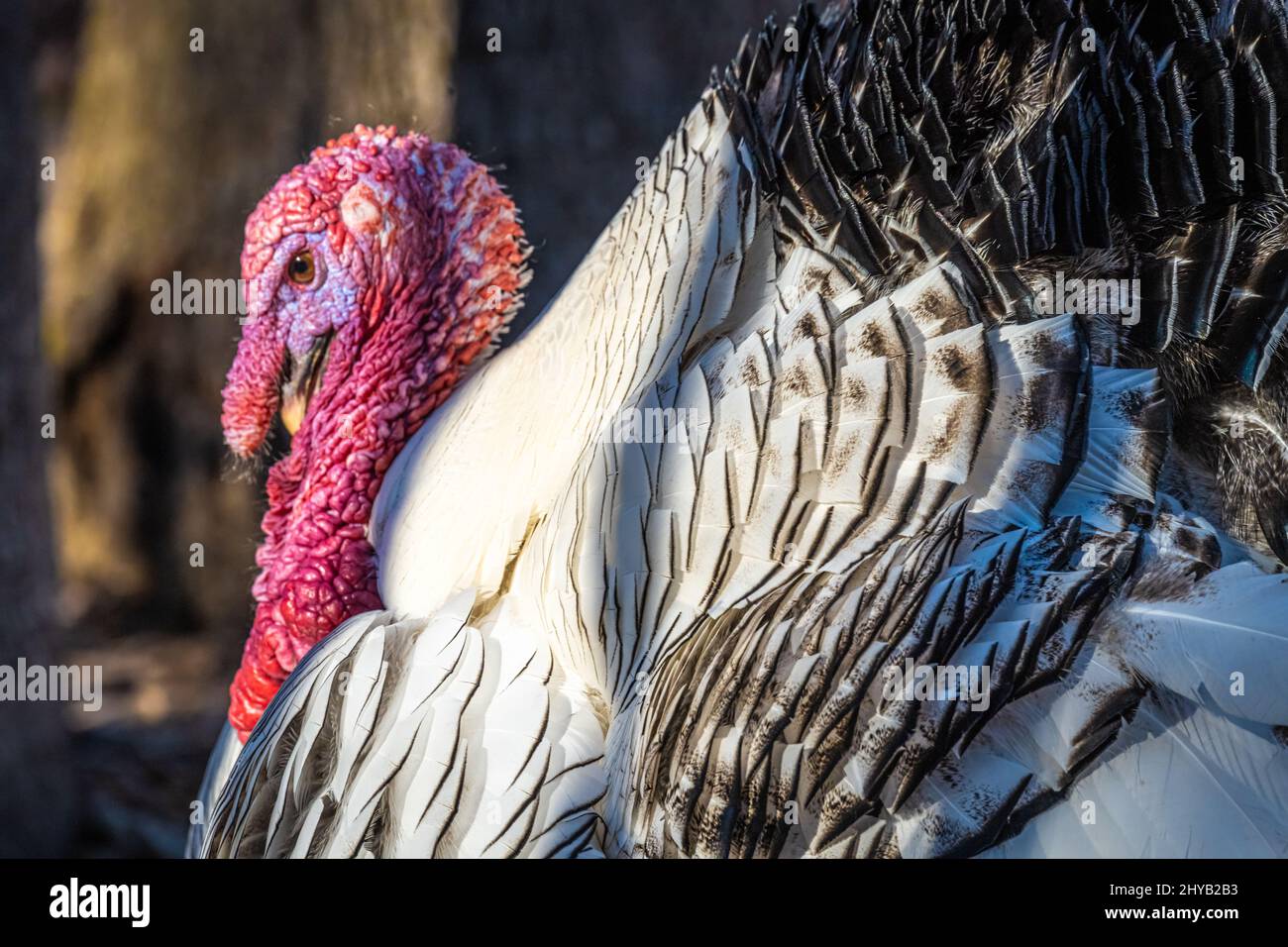 Sonnendurchflutete schwarz-weiße Royal Palm turkey im Yellow River Wildlife Sanctuary in Lilburn, Georgia, östlich von Atlanta. (USA) Stockfoto