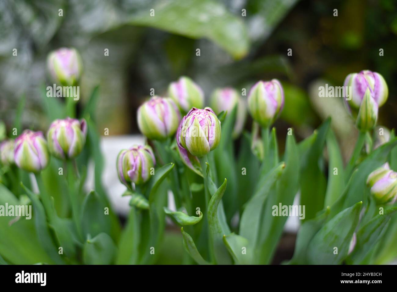 Viele frische Tulpen Peggy Wonder wächst Stockfoto