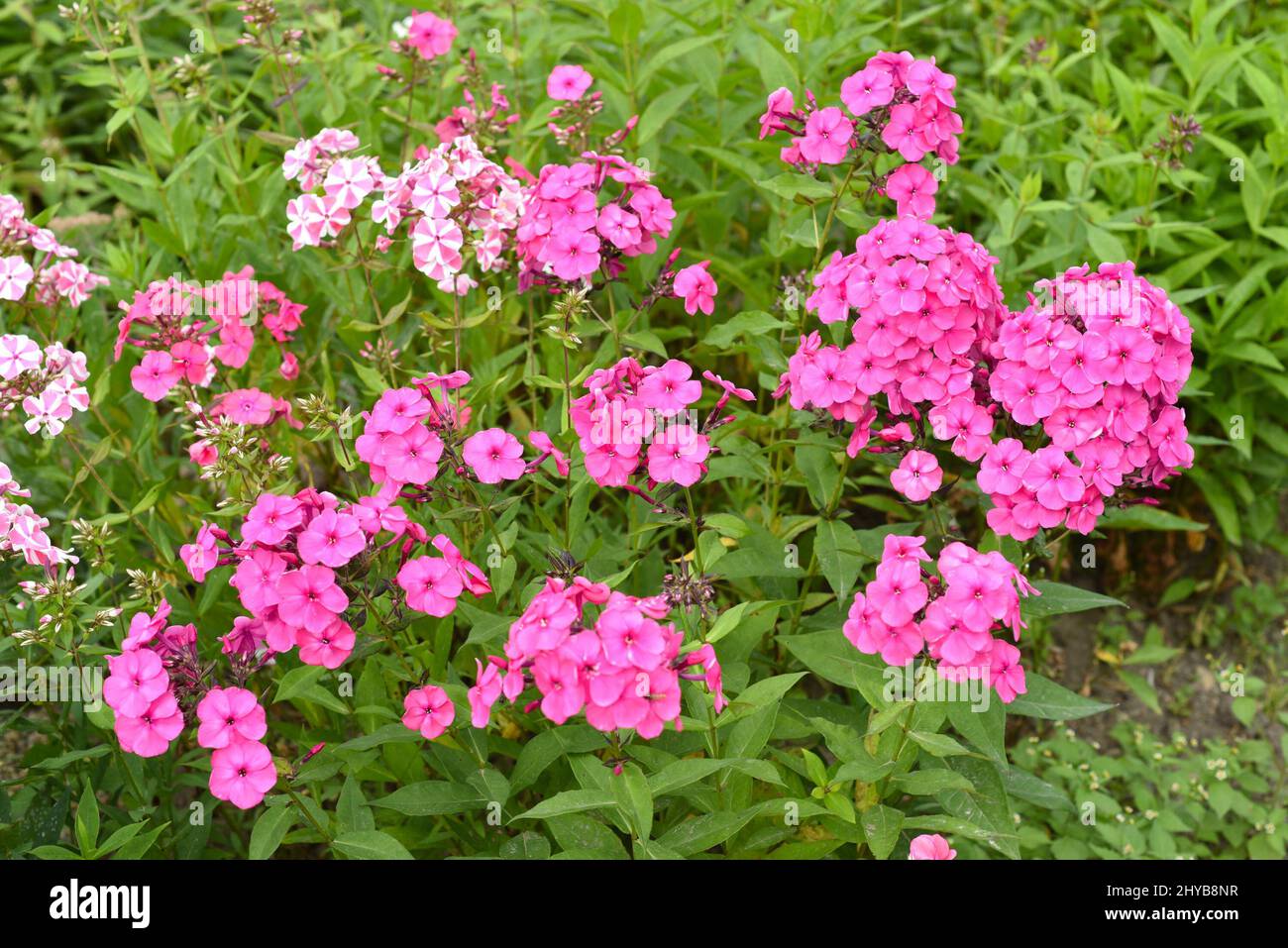Phlox paniculata Rosa Flamme (Garten Phlox) Stockfoto