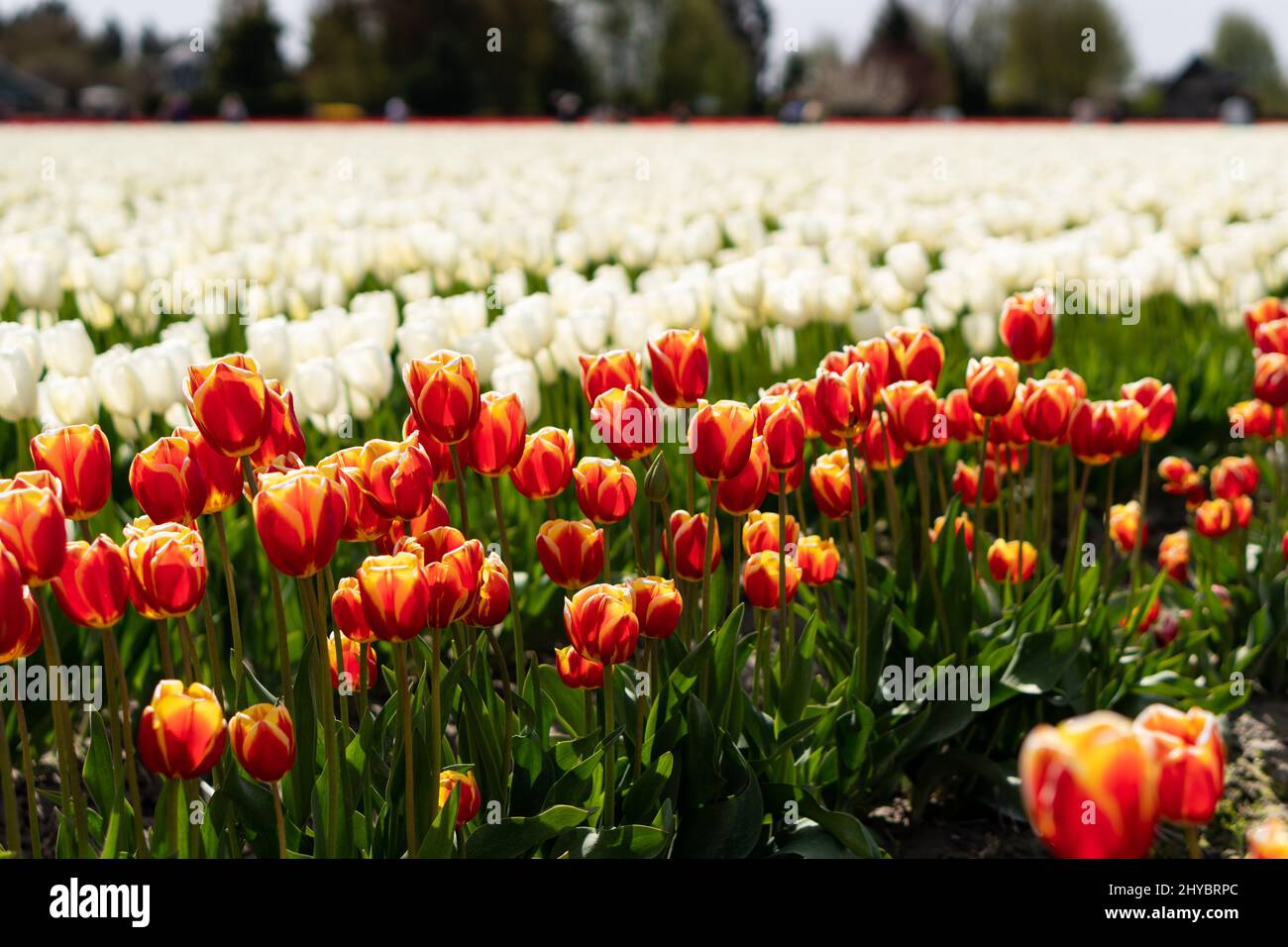Wunderschönes Feld mit blühenden bunten Tulpen in Mount Vernon, Washington Stockfoto