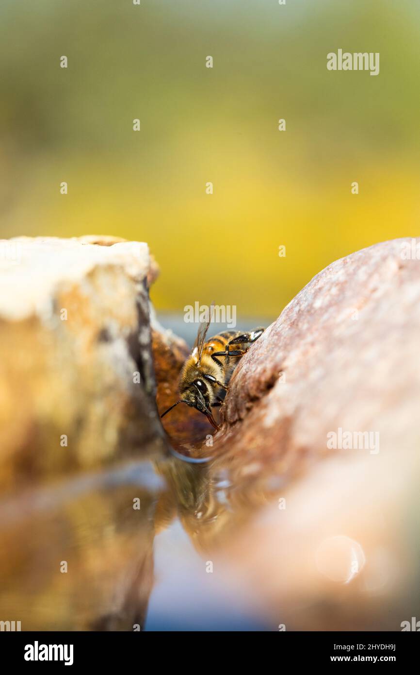 Eine vertikale Nahaufnahme eines afrikanisierten Bienenarbeiters (afrikanisierte Honigbiene oder die „Killerbiene“), der Wasser sammelt Stockfoto