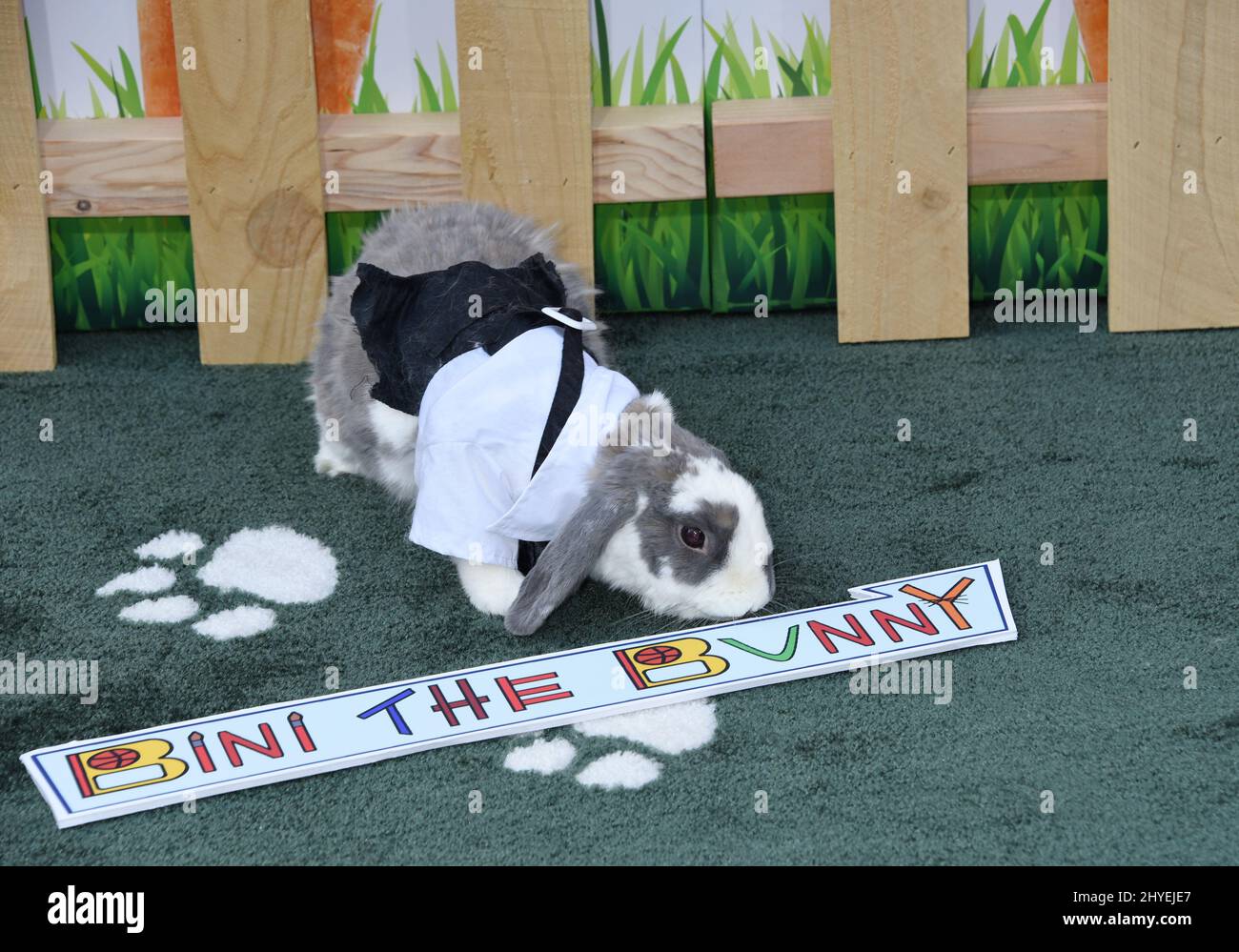 Bini the Bunny bei der Weltpremiere von „Peter Rabbit“, die am 3. Februar 2018 in Los Angeles, CA, im The Grove stattfand Stockfoto